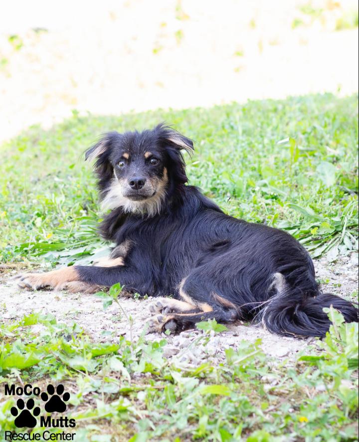 Dash, a ADOPTABLE mixed breed in Sunbright, TN image 2/2