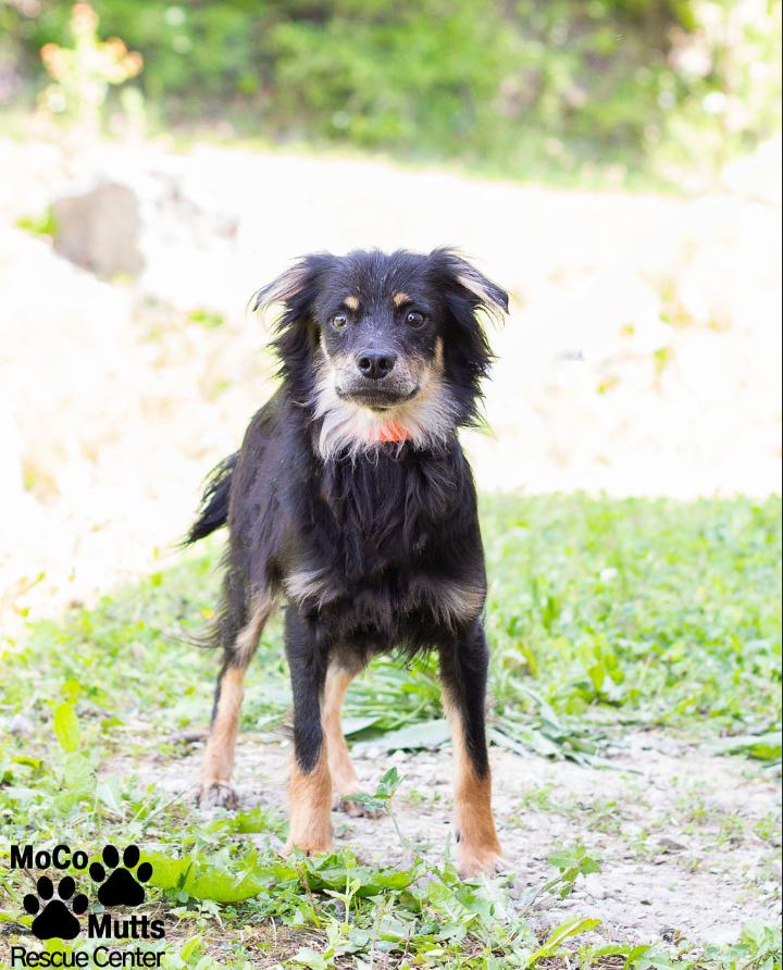 Dash, ADOPTABLE, Adult Male Chihuahua.