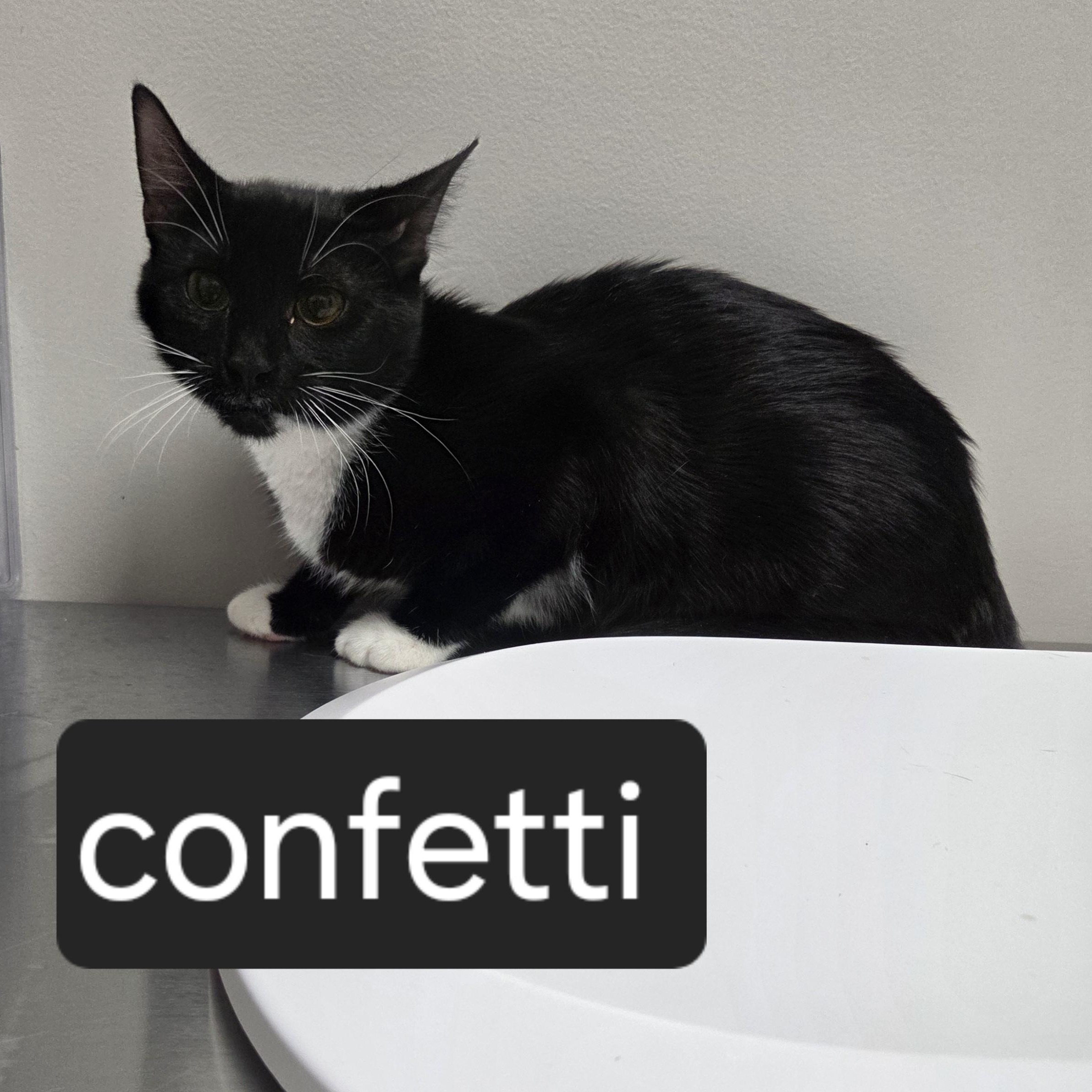 Confetti, Adoptable, Young Female Domestic Short Hair.