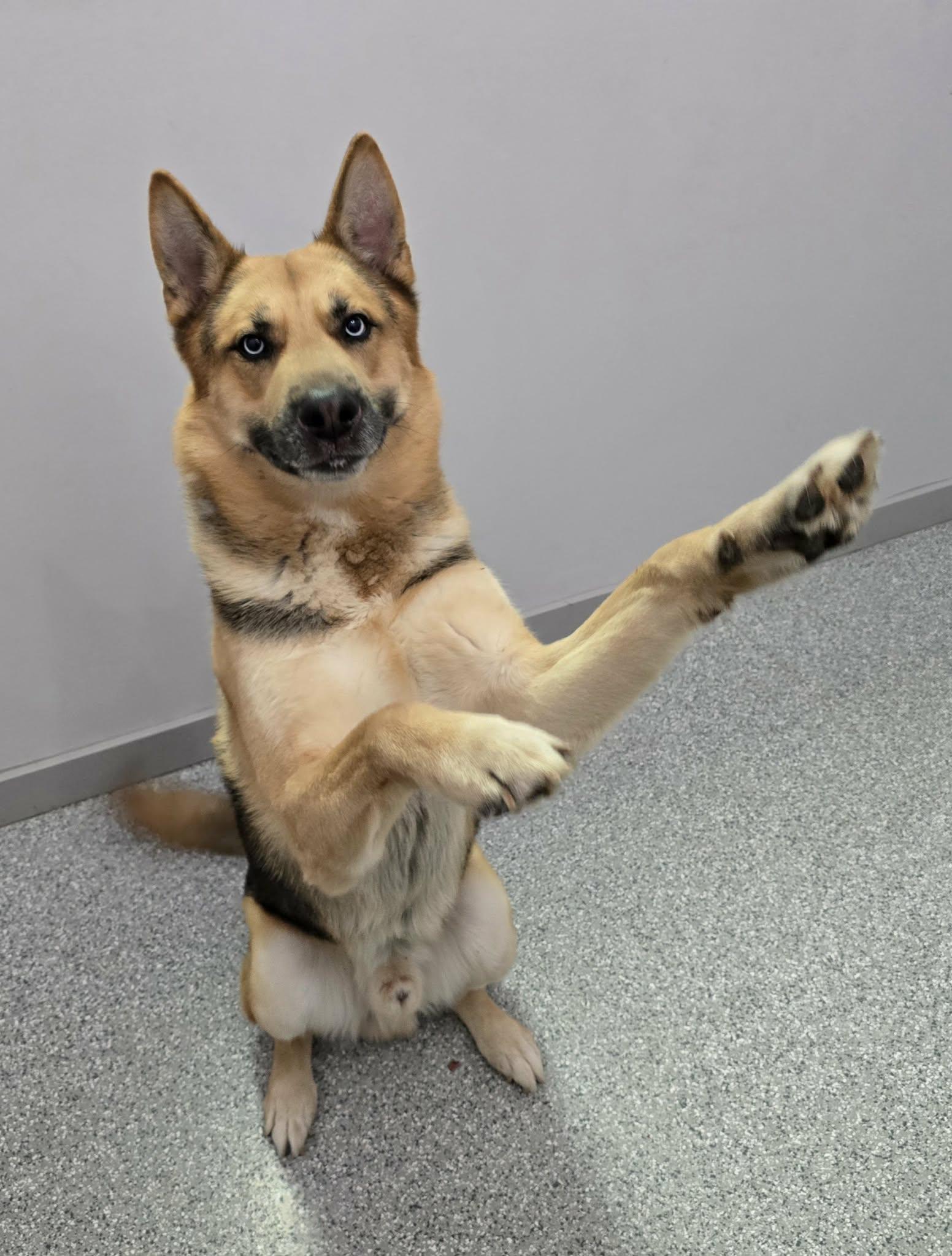 Enlarge Reuben, an adoptable mixed breed in Frankfort, IN image 4/4