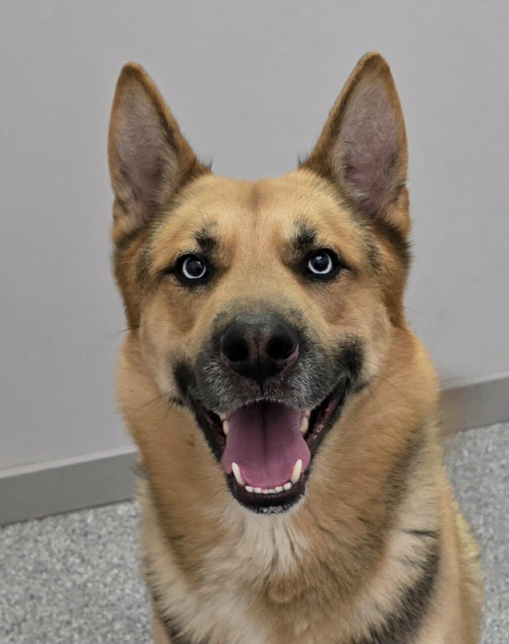 Enlarge Reuben, an adoptable mixed breed in Frankfort, IN image 3/4