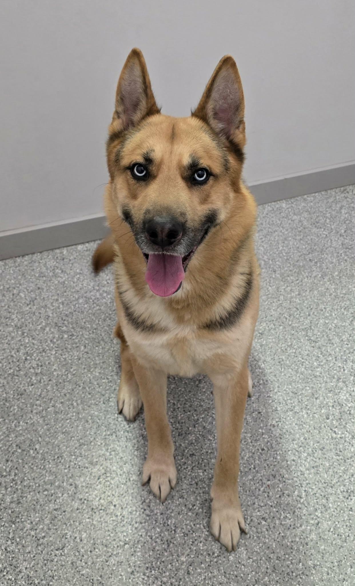 Enlarge Reuben, an adoptable mixed breed in Frankfort, IN image 2/4