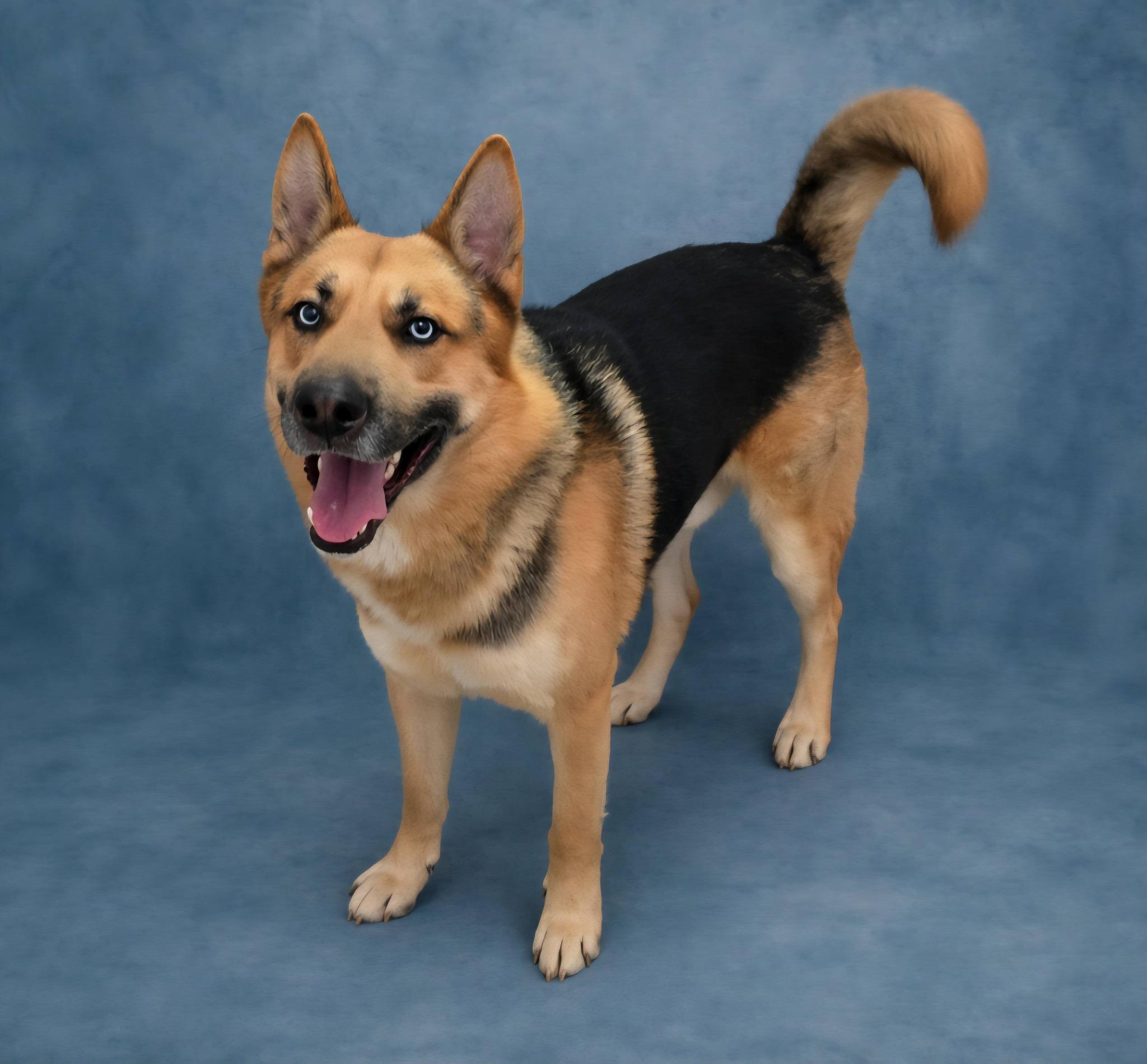 Reuben, adoptable, Adult Male Shepherd & Husky.