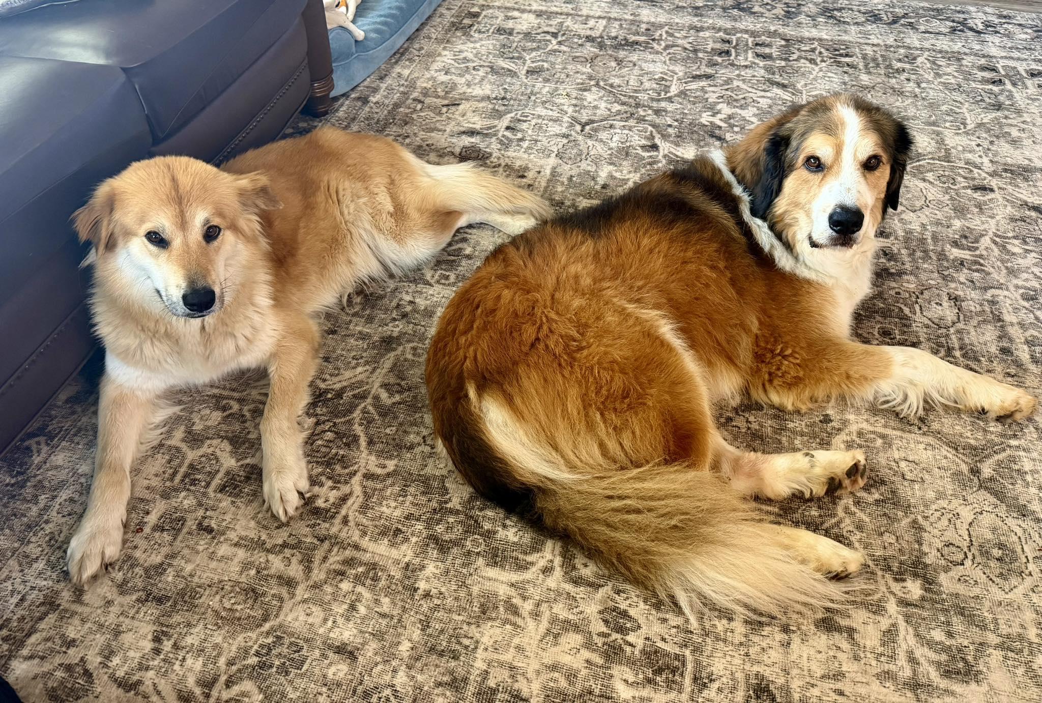 Enlarge Willow, an adoption pending mixed breed in Burnsville, MN image 4/6