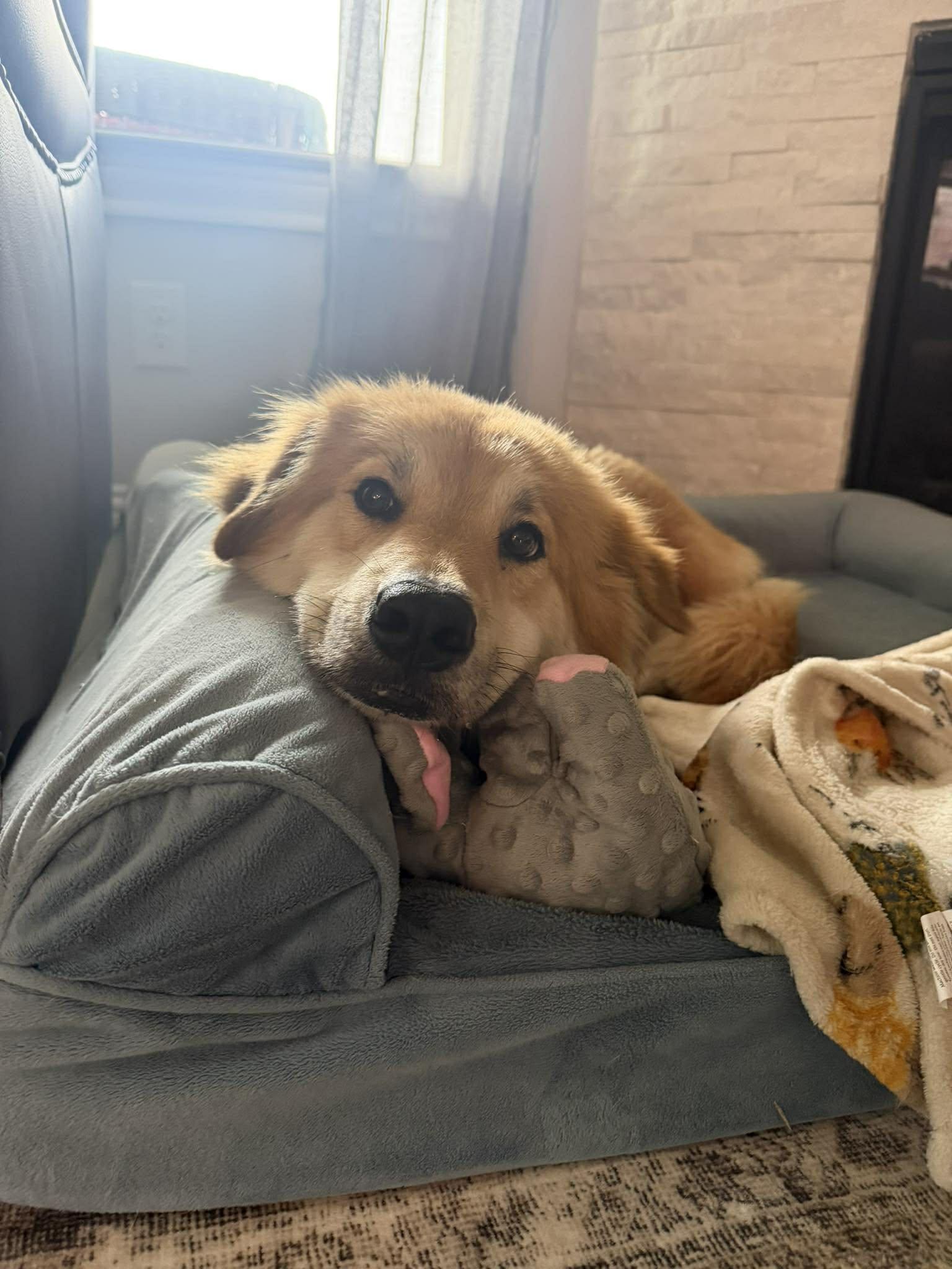 Enlarge Willow, an adoption pending mixed breed in Burnsville, MN image 2/6