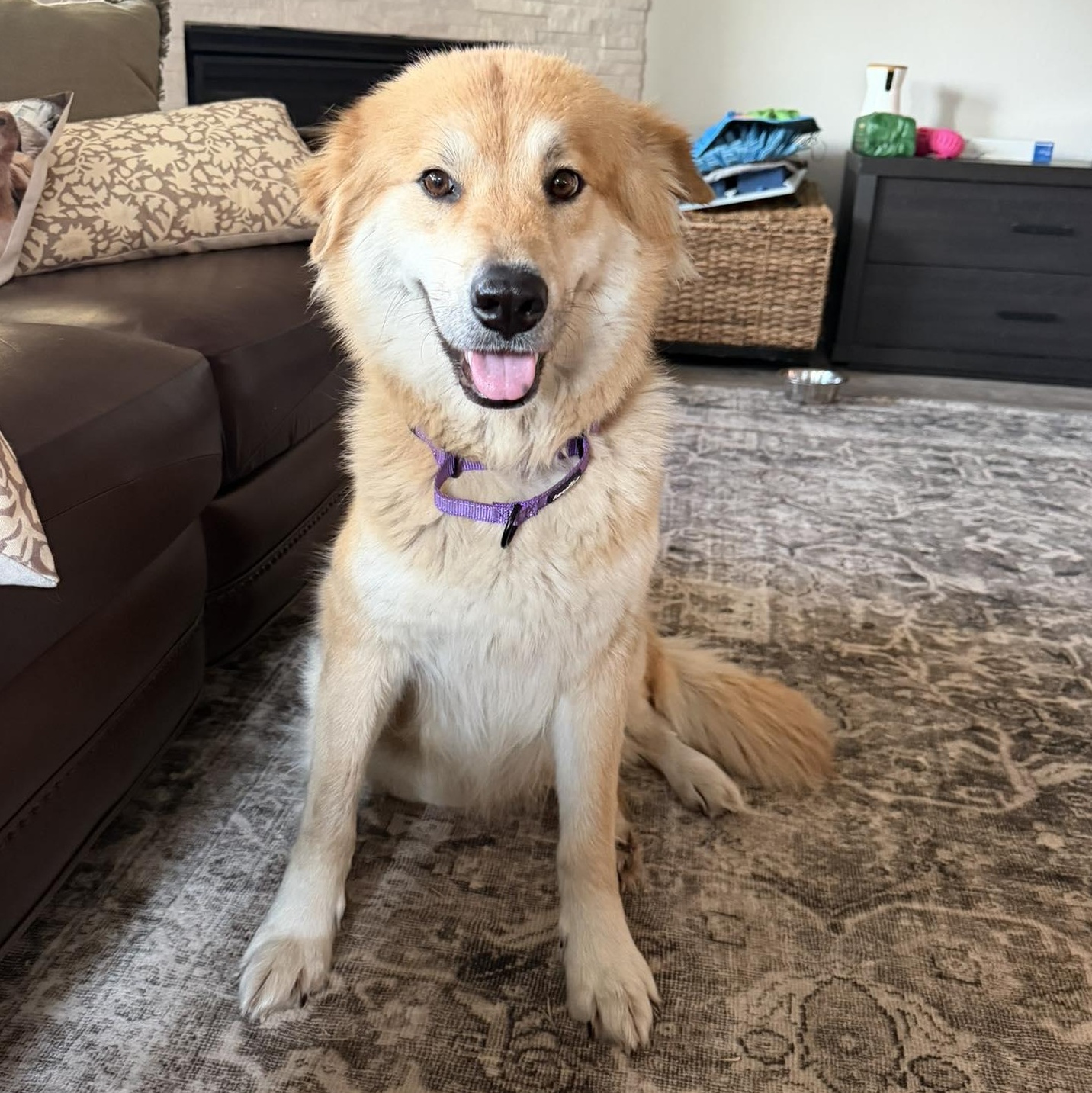 Enlarge Willow, an adoption pending mixed breed in Burnsville, MN image 1/6