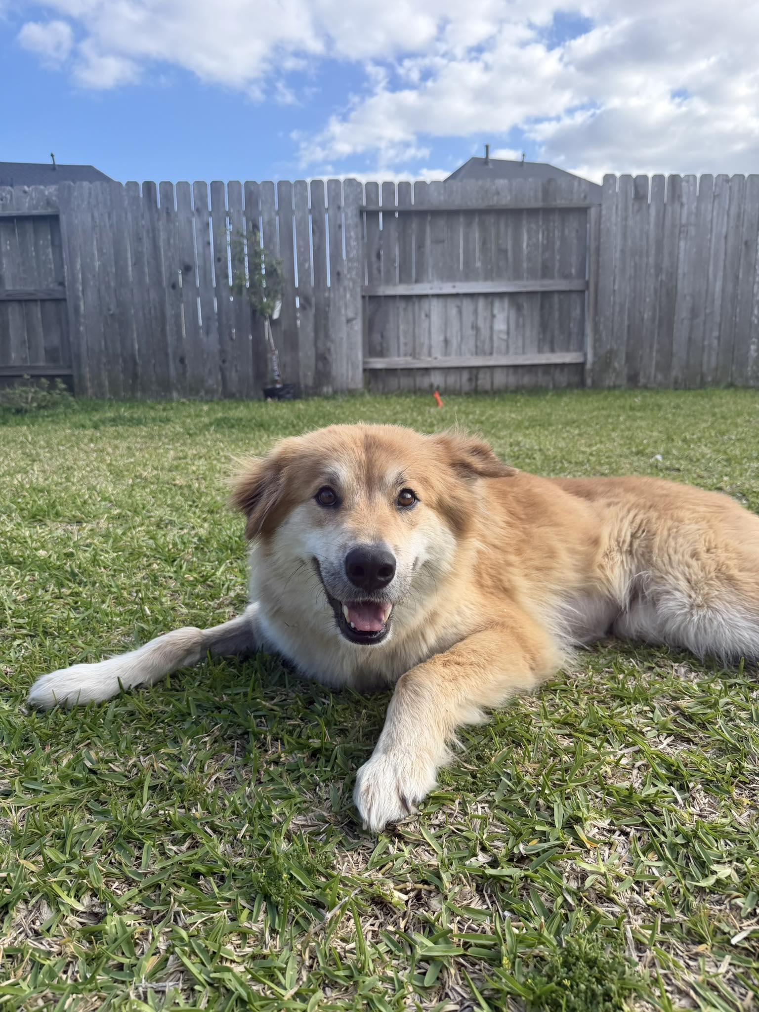Enlarge Willow, an adoption pending mixed breed in Burnsville, MN image 5/6