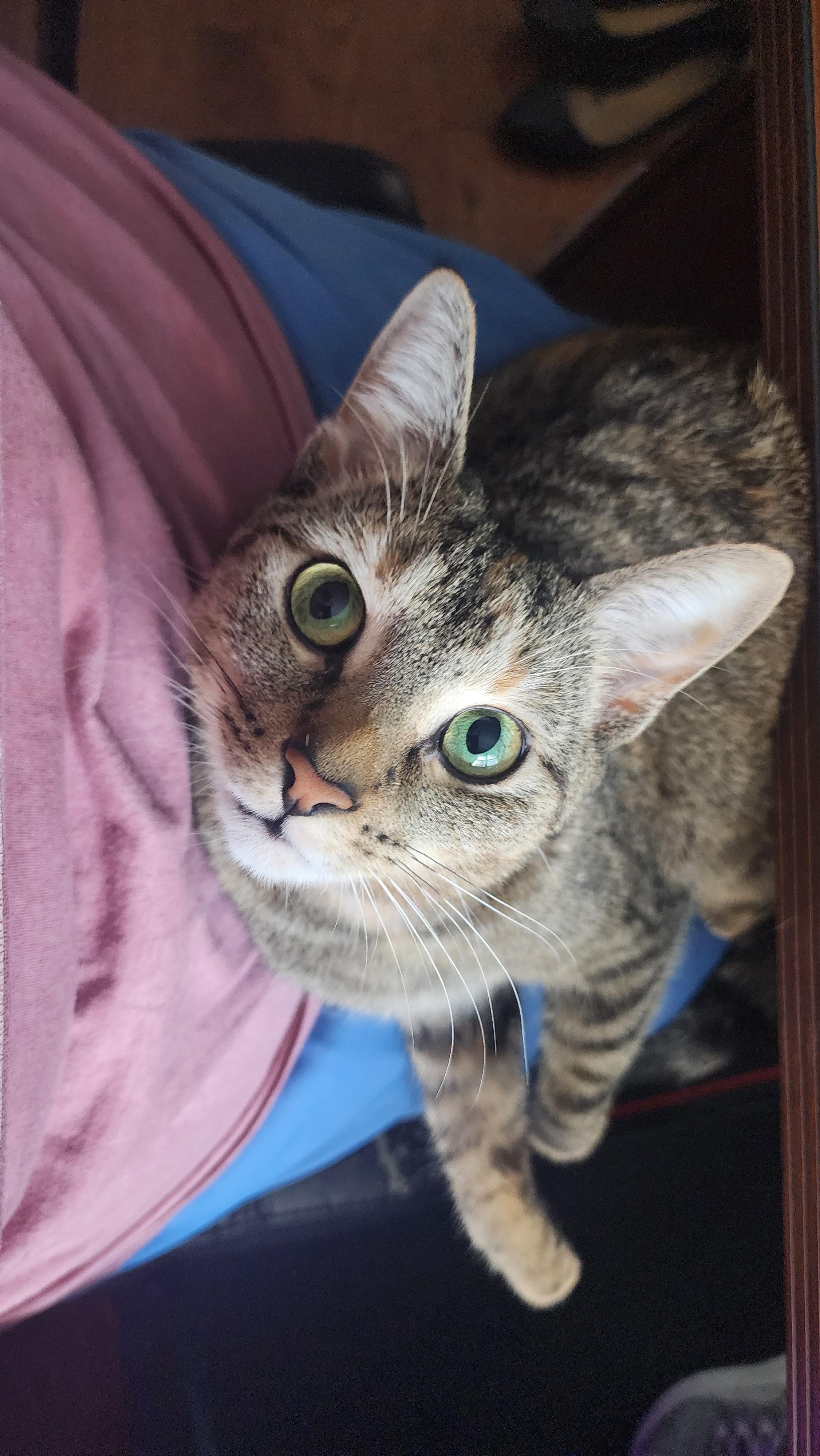 Enlarge Kady, a ADOPTABLE Domestic Short Hair in Mississauga, ON image 1/5