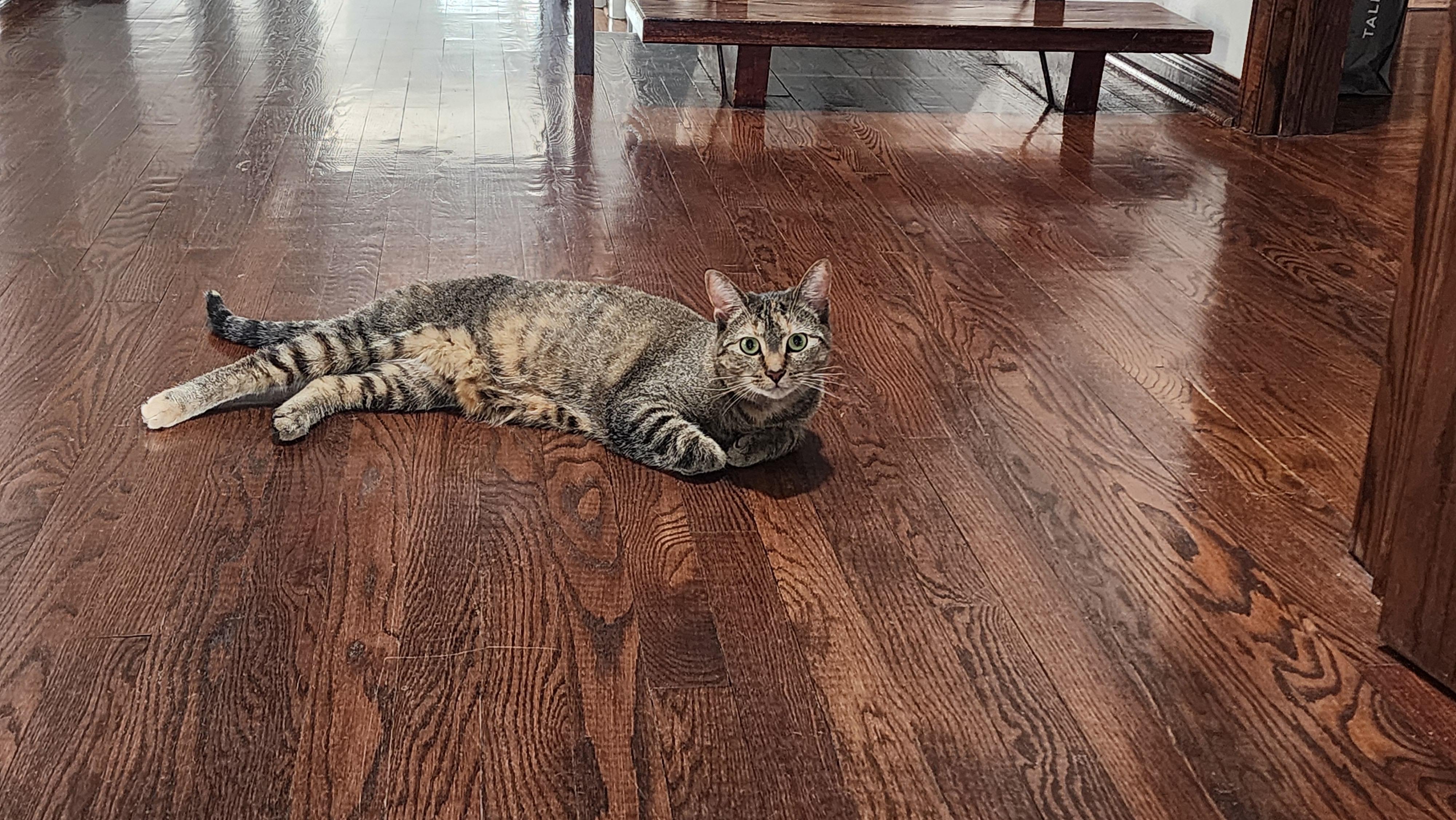 Enlarge Kady, a ADOPTABLE Domestic Short Hair in Mississauga, ON image 3/5