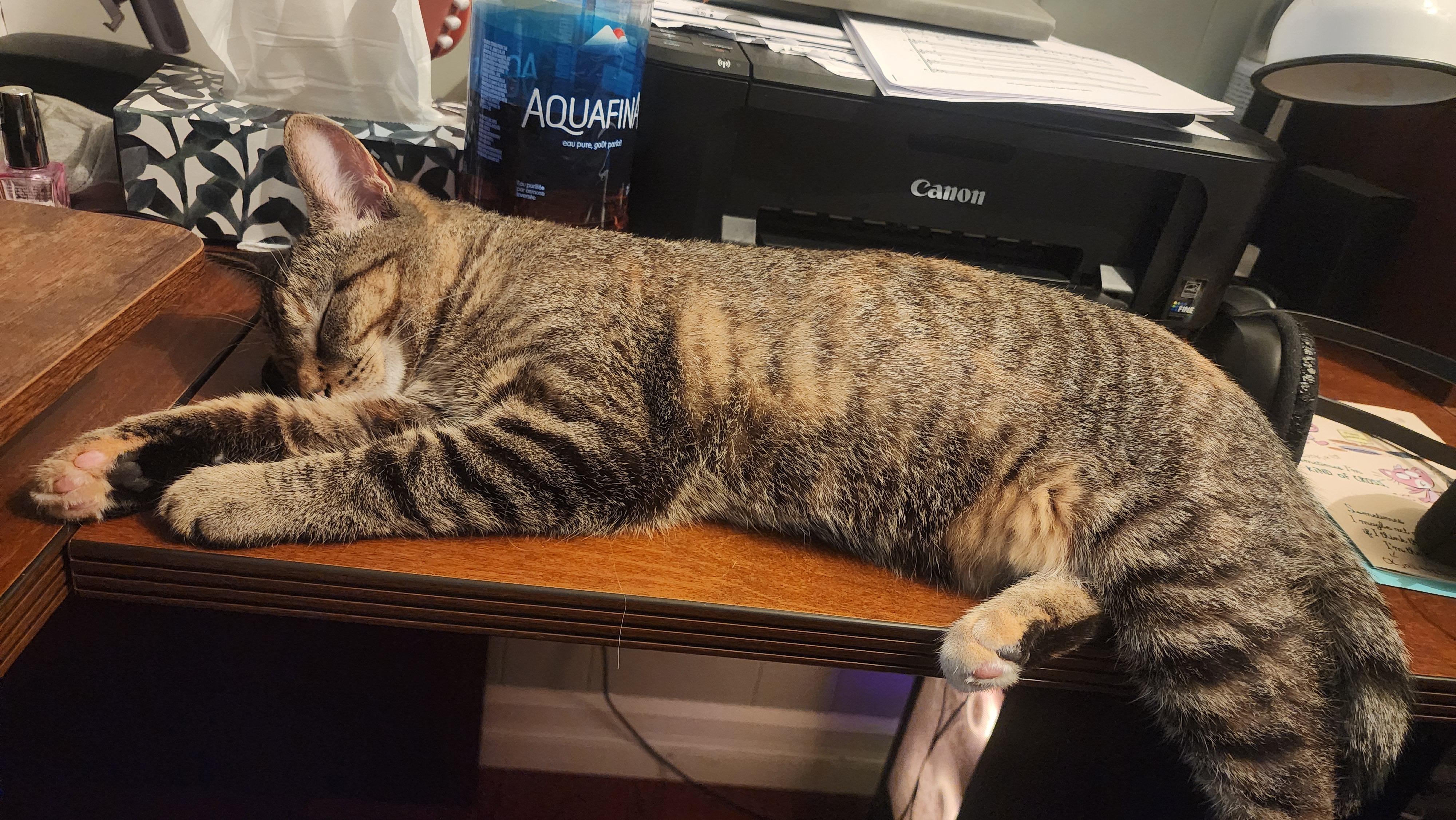 Enlarge Kady, a ADOPTABLE Domestic Short Hair in Mississauga, ON image 2/5