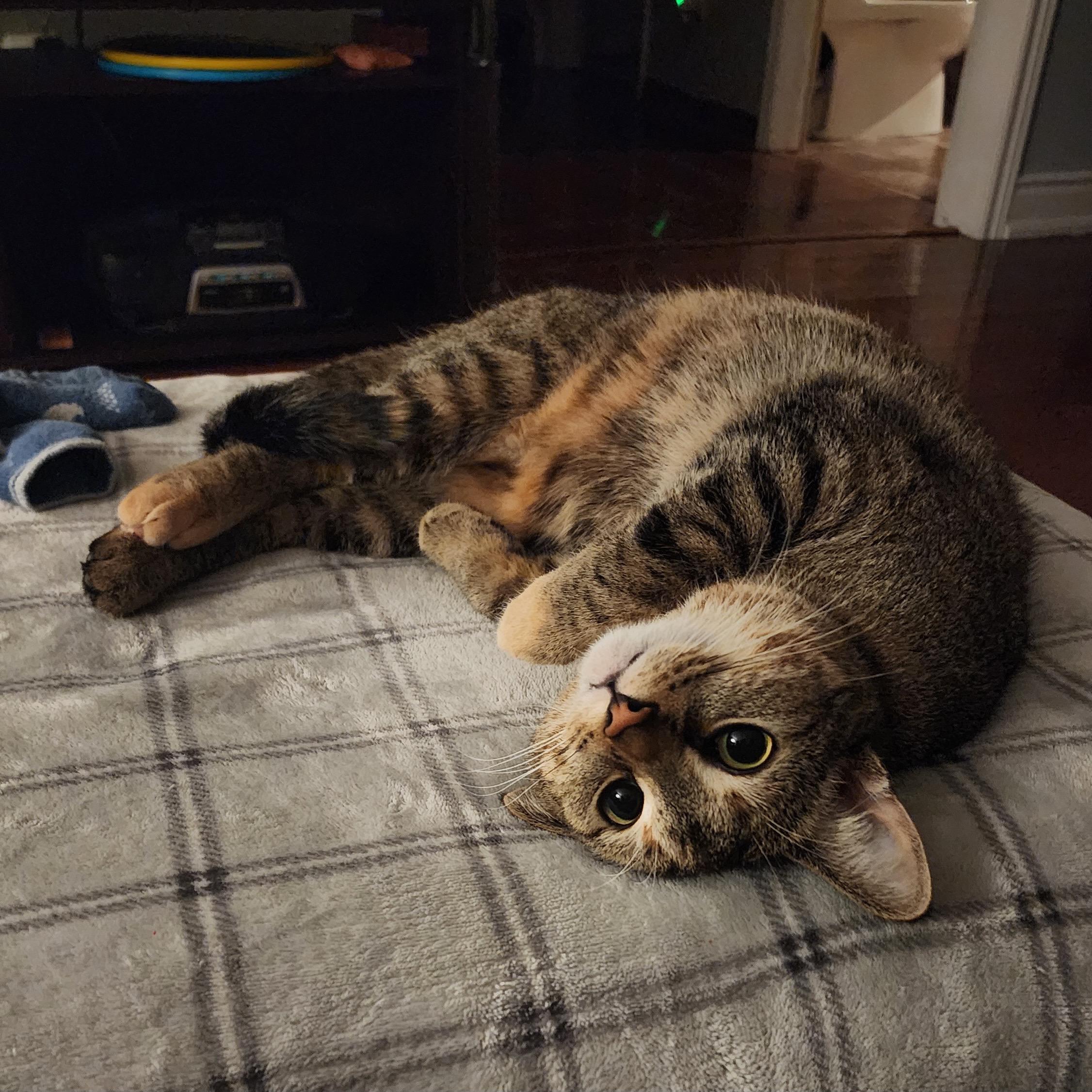 Enlarge Kady, a ADOPTABLE Domestic Short Hair in Mississauga, ON image 4/5