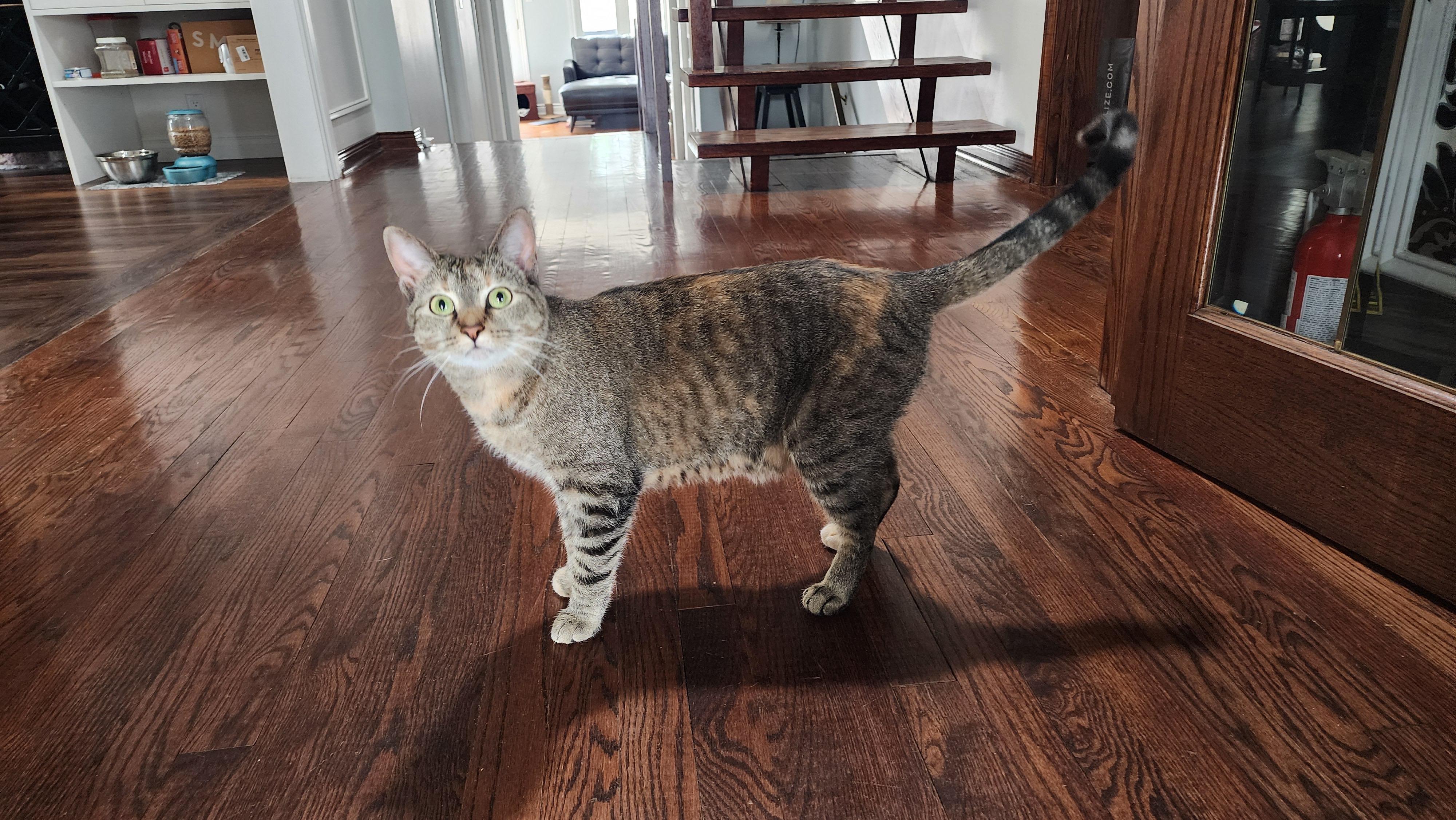 Enlarge Kady, a ADOPTABLE Domestic Short Hair in Mississauga, ON image 5/5