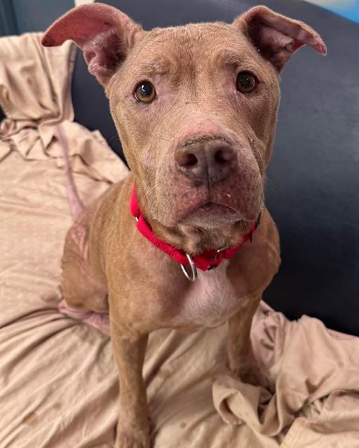 Enlarge ATHENA, a Adoptable Mixed Breed in Palmetto, FL image 1/1