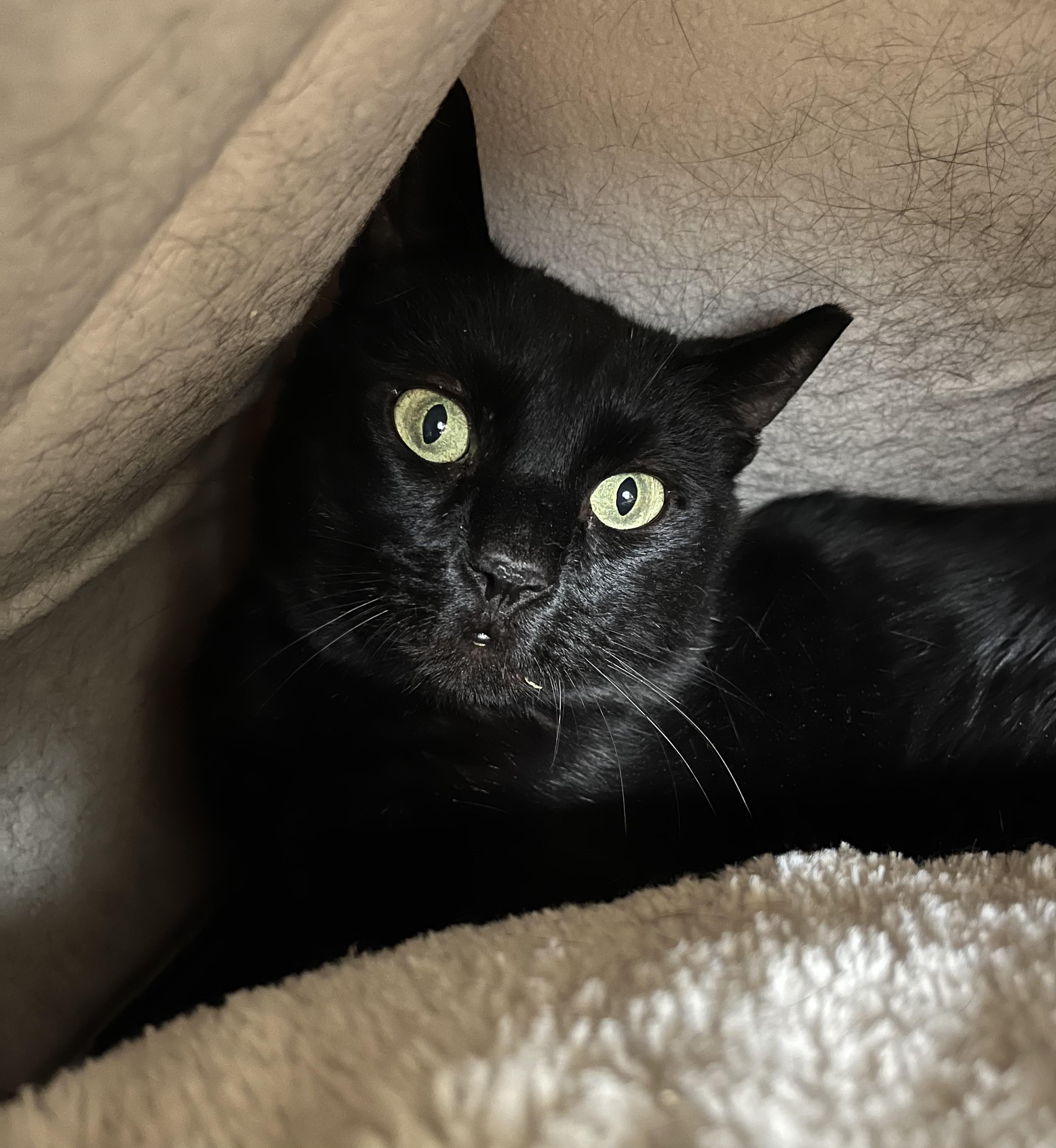 Enlarge Jade FIV +, a Adoptable mixed breed in Mendham, NJ image 1/1