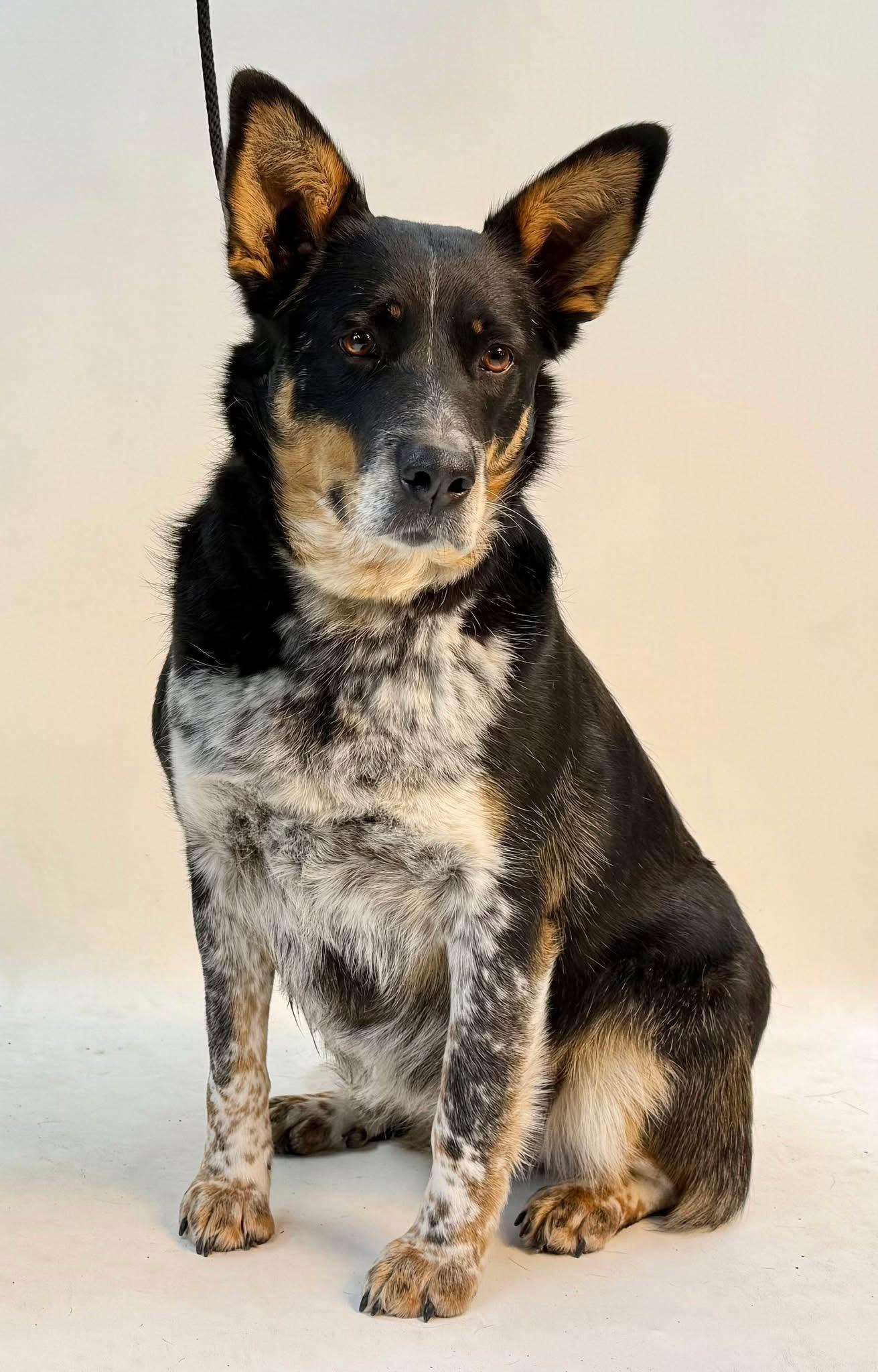 Lynnie, adopted, Adult Female Mixed Breed.