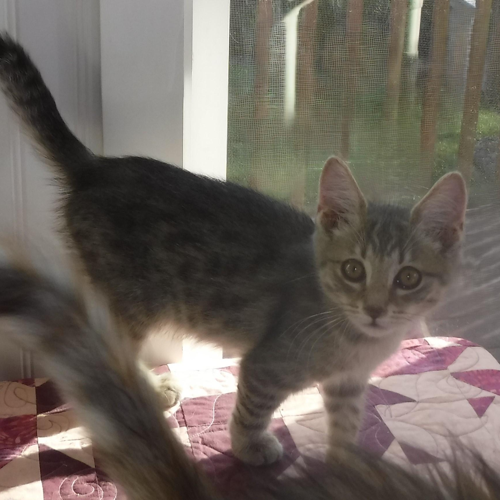 Monty  Fun Little thumbnail 6