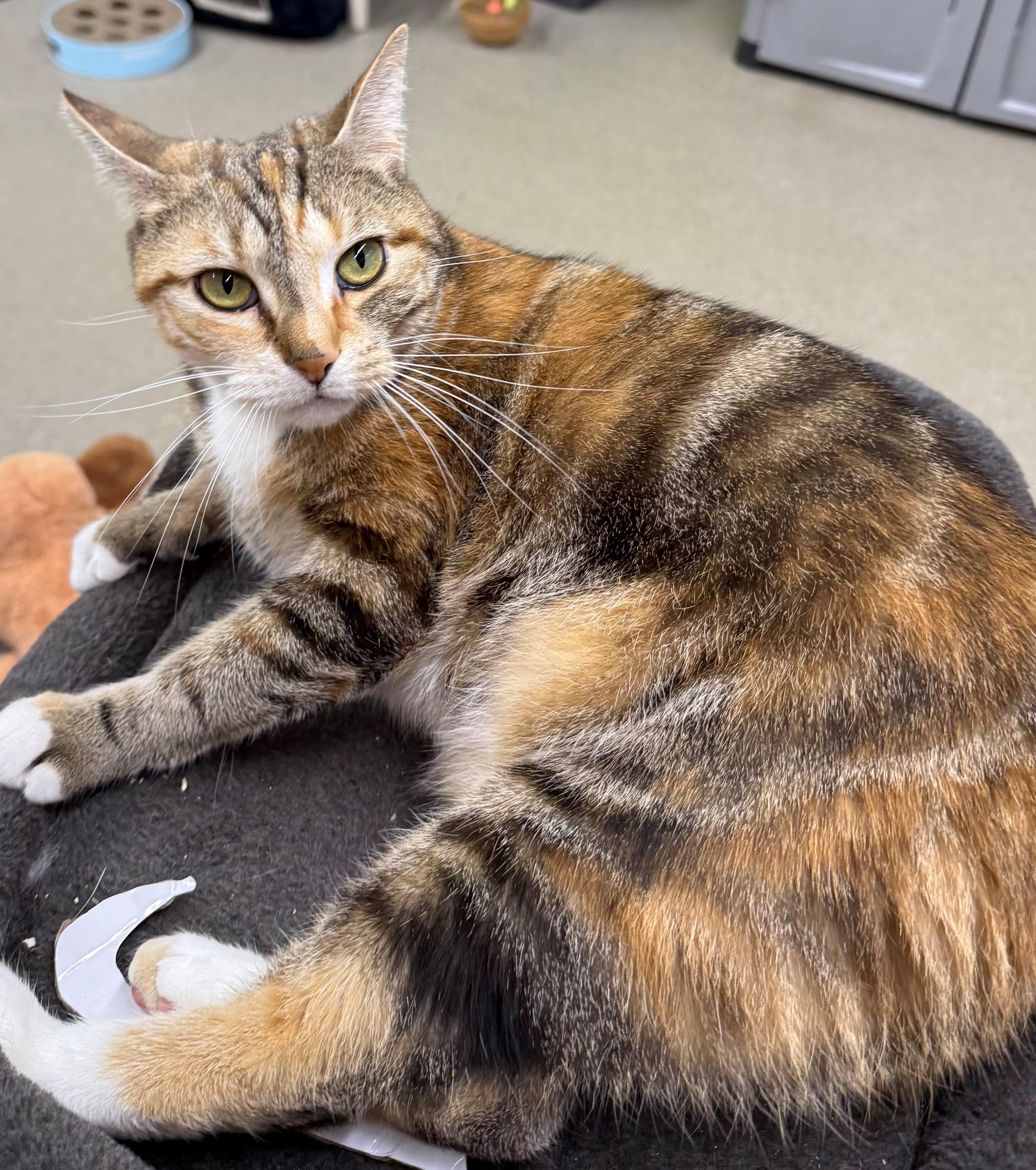 Enlarge Akira, a ADOPTABLE Torbie in Edison, NJ image 1/1