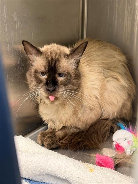 FOSTER, Adoptable, Adult Male Siamese.