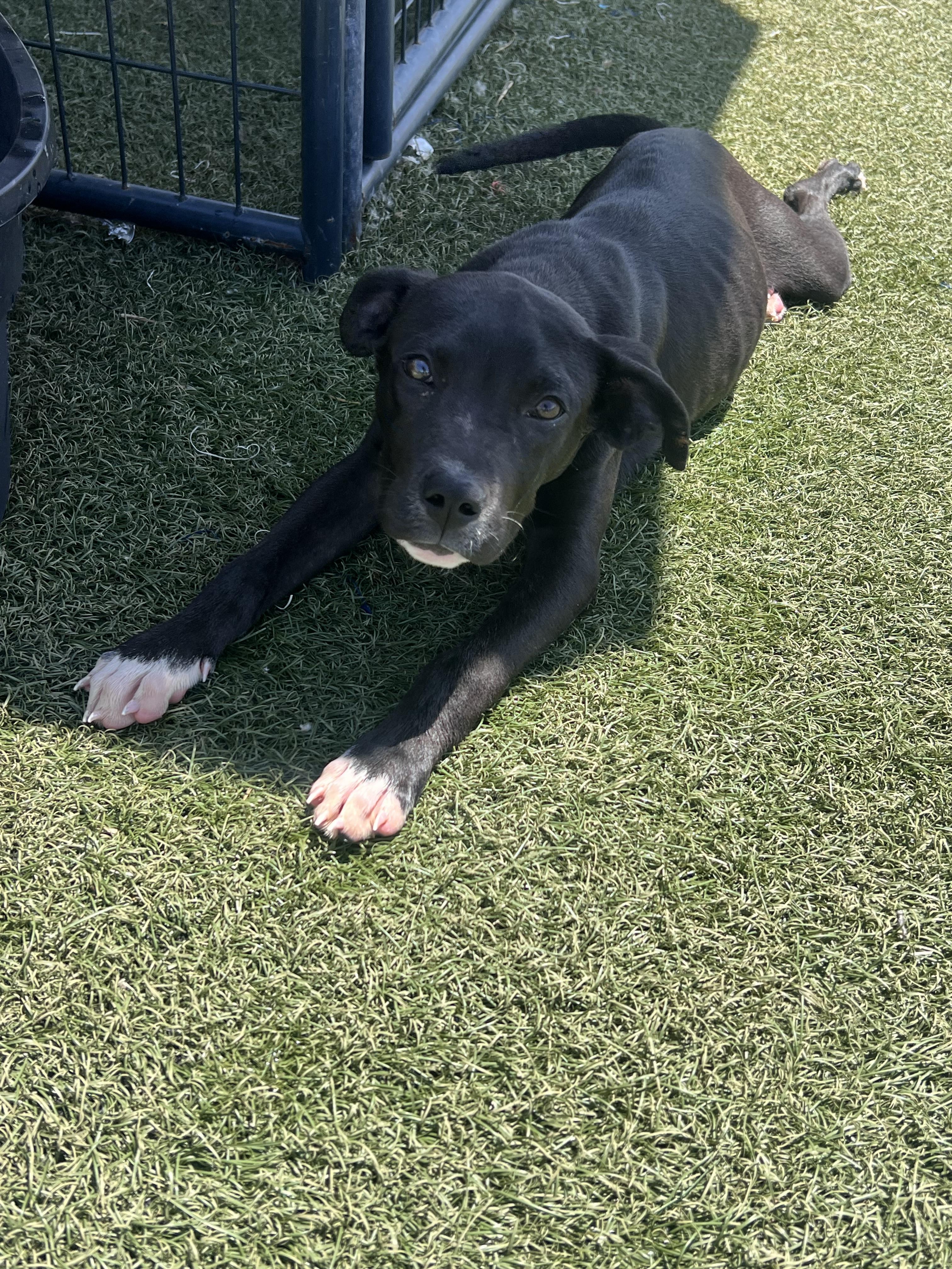 Julius, Baby Male Pit Bull Terrier