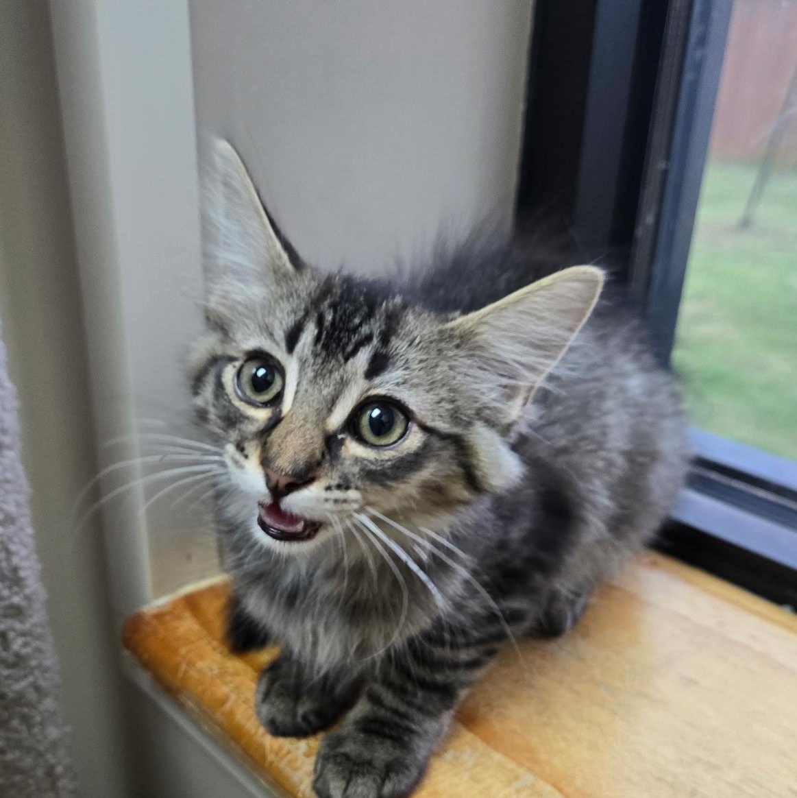 Rocky, a ADOPTABLE Domestic Medium Hair in Tuttle, OK image 1/3