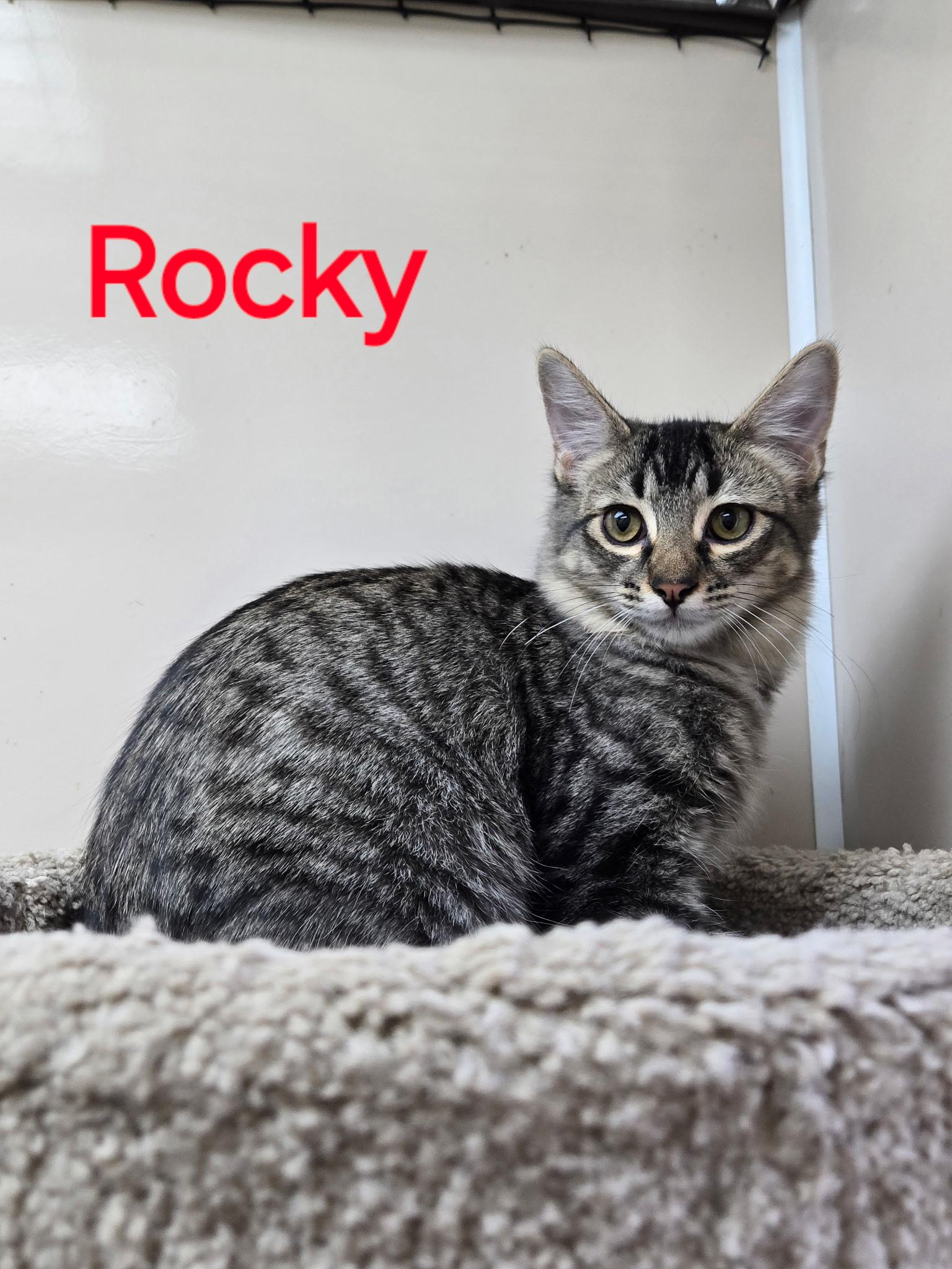 Enlarge Rocky, a ADOPTABLE Domestic Medium Hair in Tuttle, OK image 4/4
