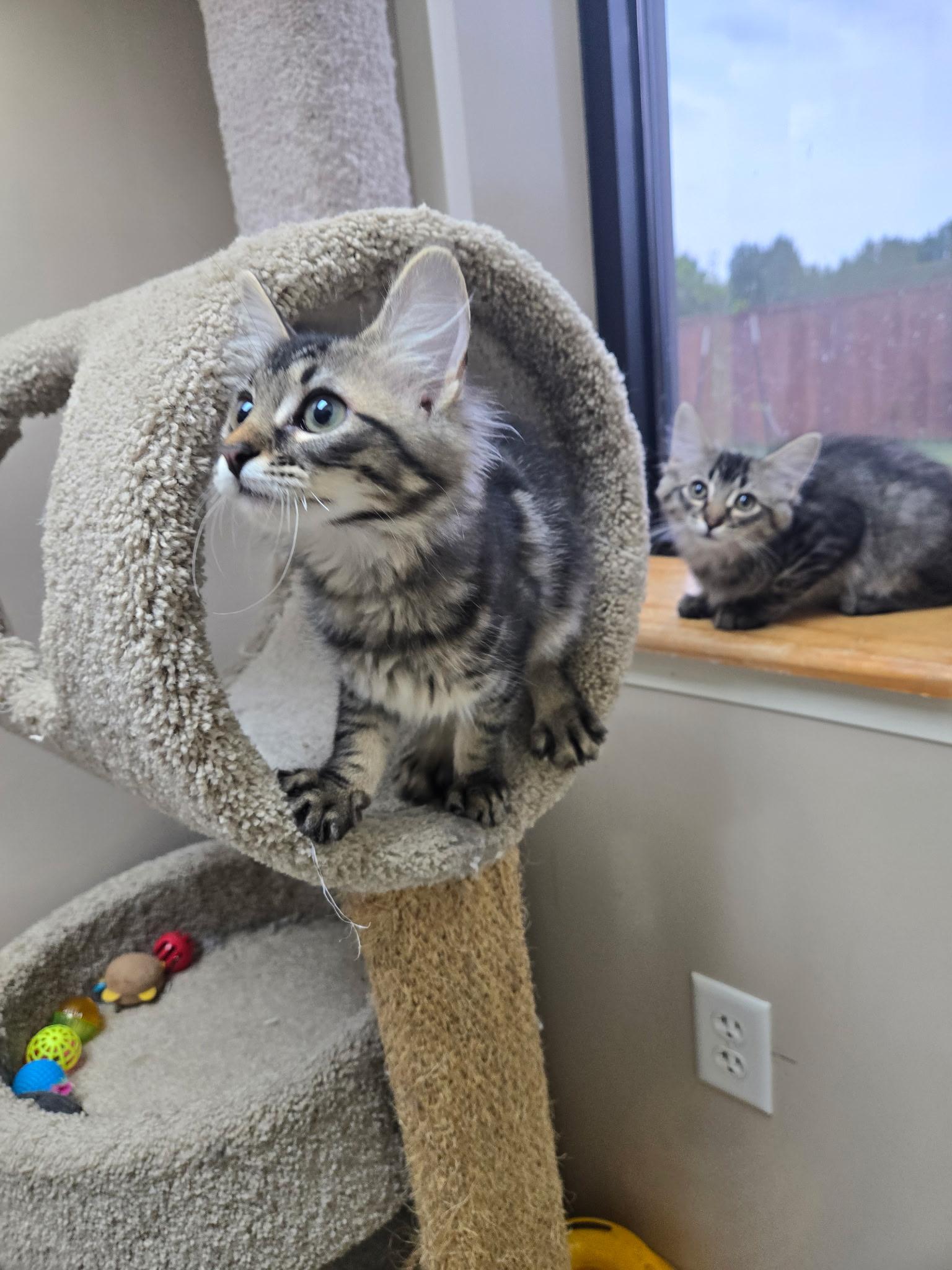 Rocky, a ADOPTABLE Domestic Medium Hair in Tuttle, OK image 3/3