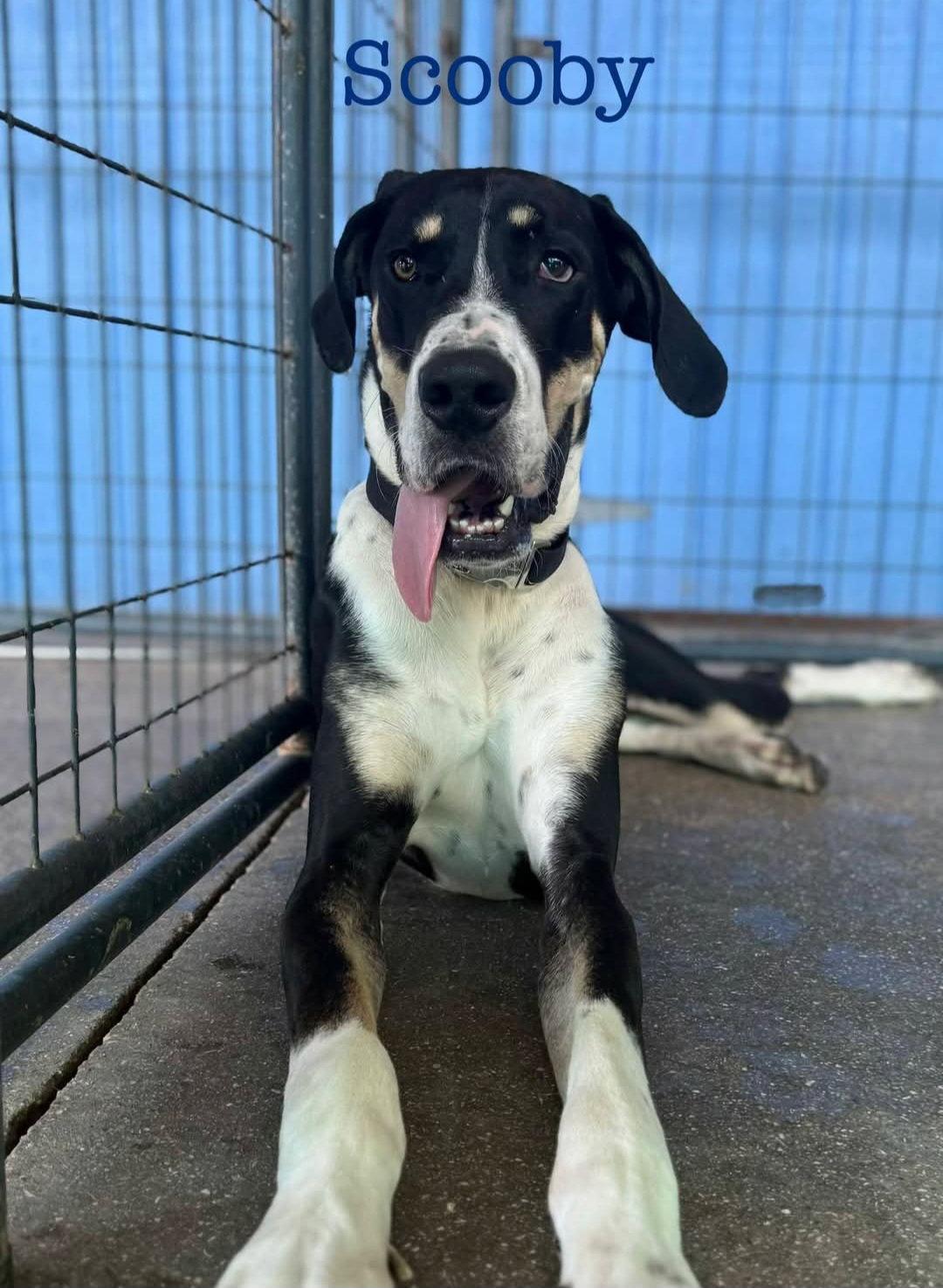 Scooby, a Adoptable Great Dane in Jupiter, FL image 2/3