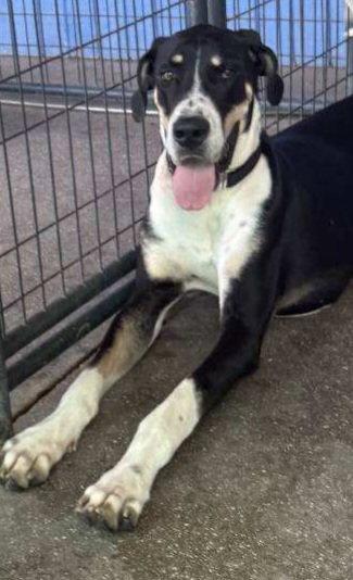 Scooby, a Adoptable Great Dane in Jupiter, FL image 3/3