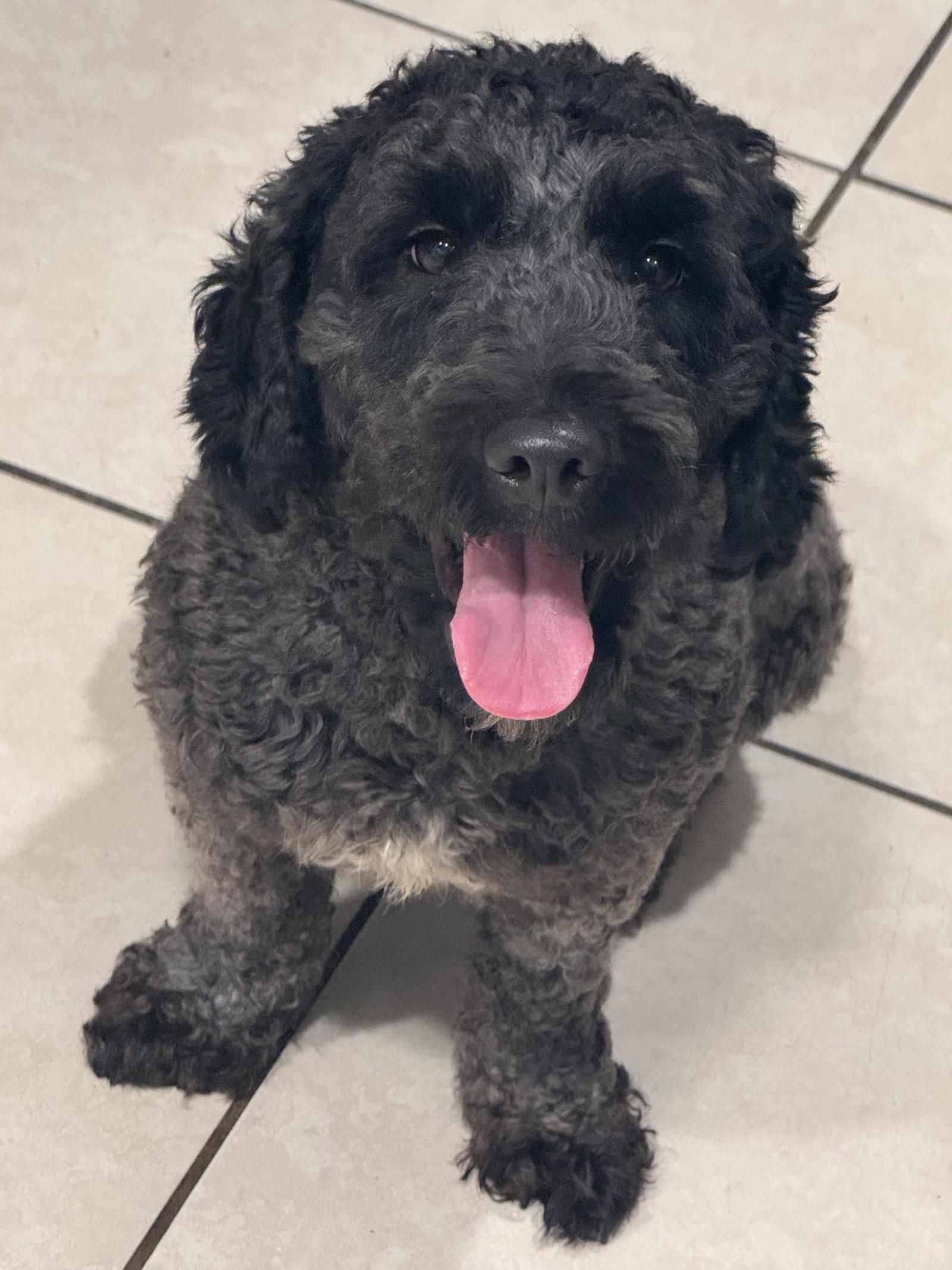 Remi, Adopted, Young Female Golden Retriever & Poodle.