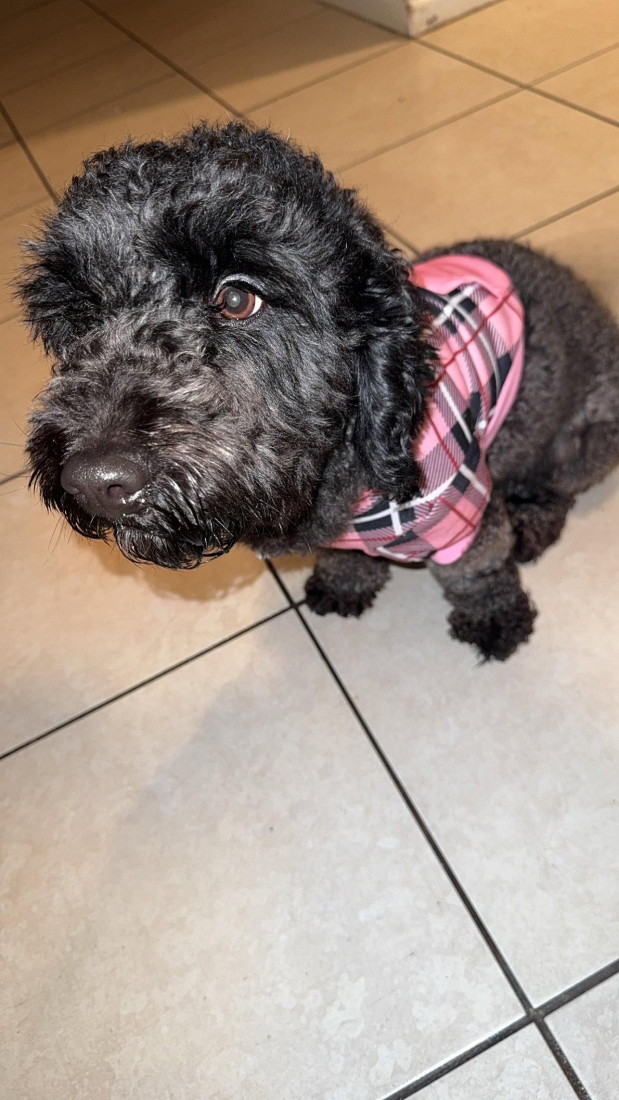 Enlarge Remi, a Adopted mixed breed in Valrico, FL image 2/3