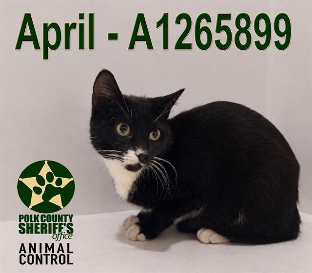 Enlarge APRIL, a Adoptable Domestic Short Hair in Winter Haven, FL image 1/1