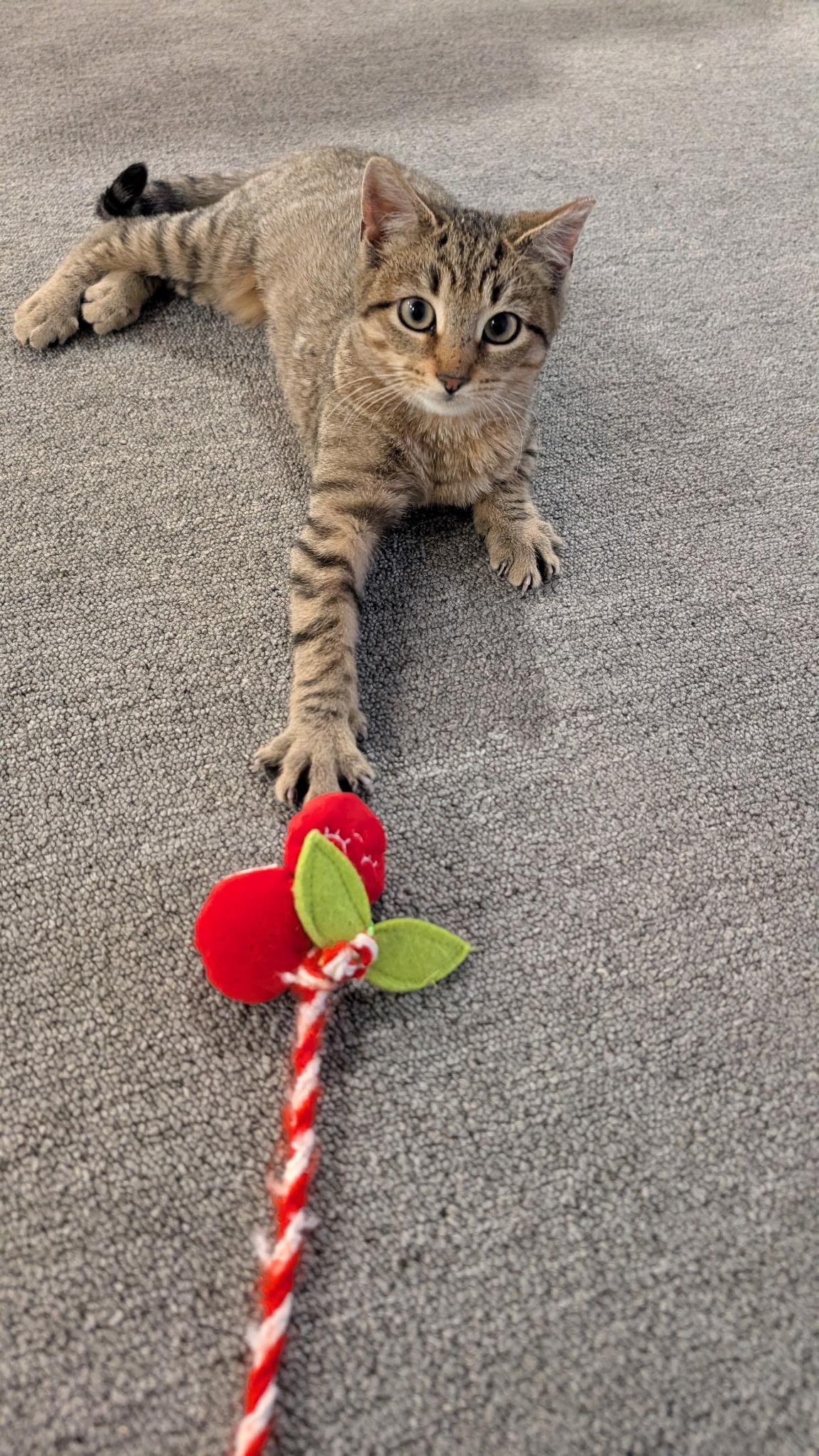 Reddi , a ADOPTABLE Domestic Short Hair in Staten Island, NY image 5/6