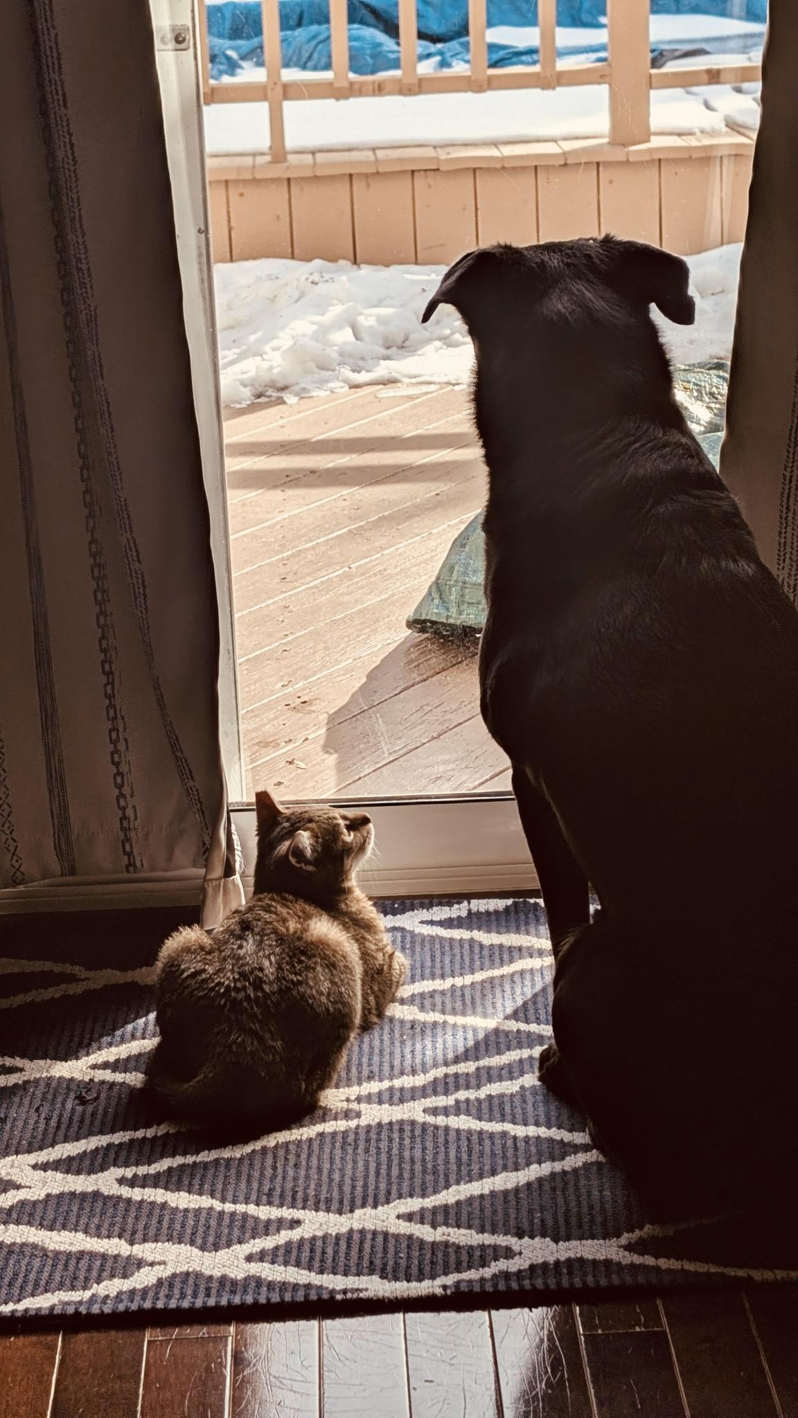 Reddi , ADOPTABLE, Kitten Female Domestic Short Hair.