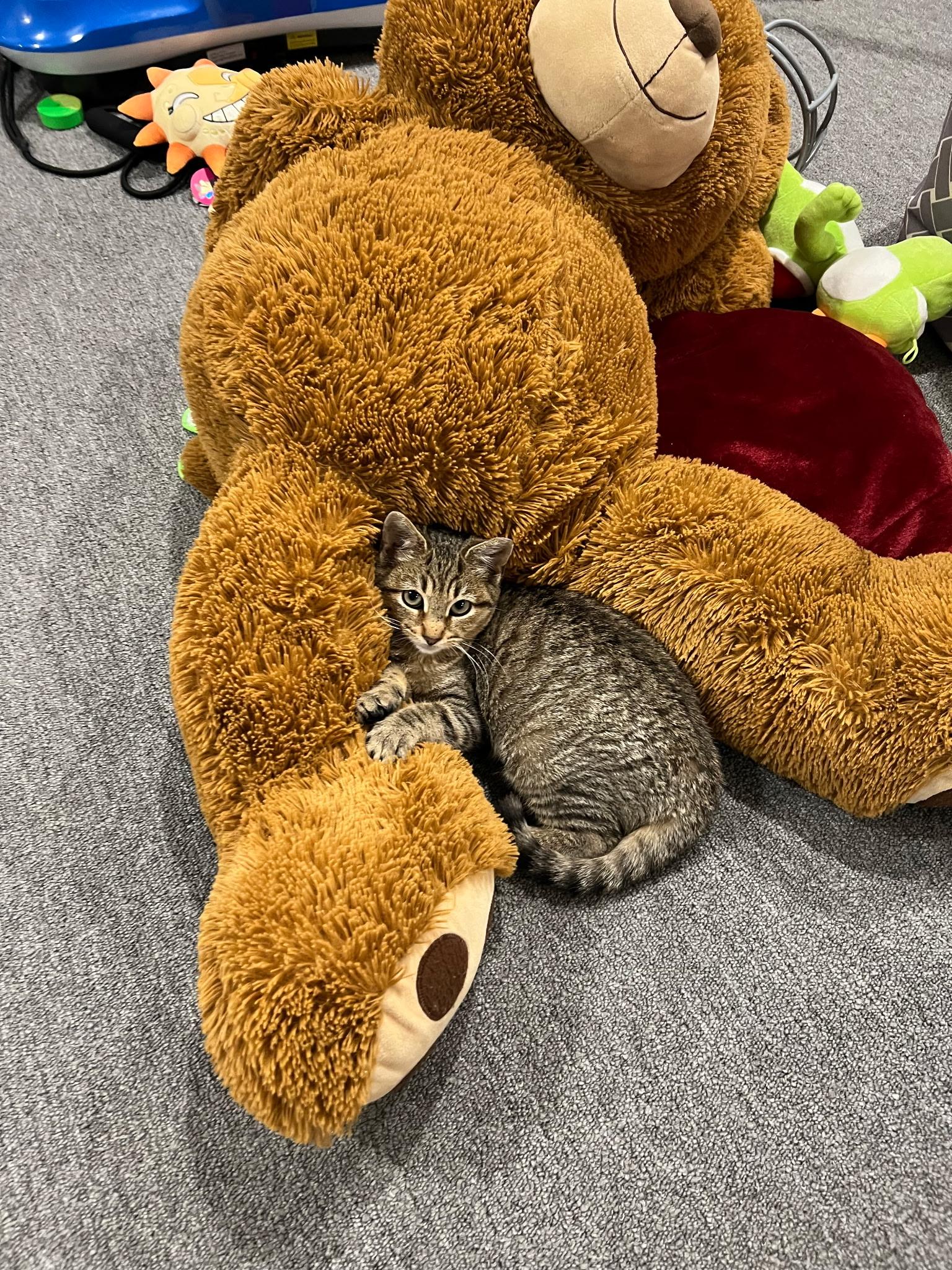 Reddi , a ADOPTABLE Domestic Short Hair in Staten Island, NY image 3/6