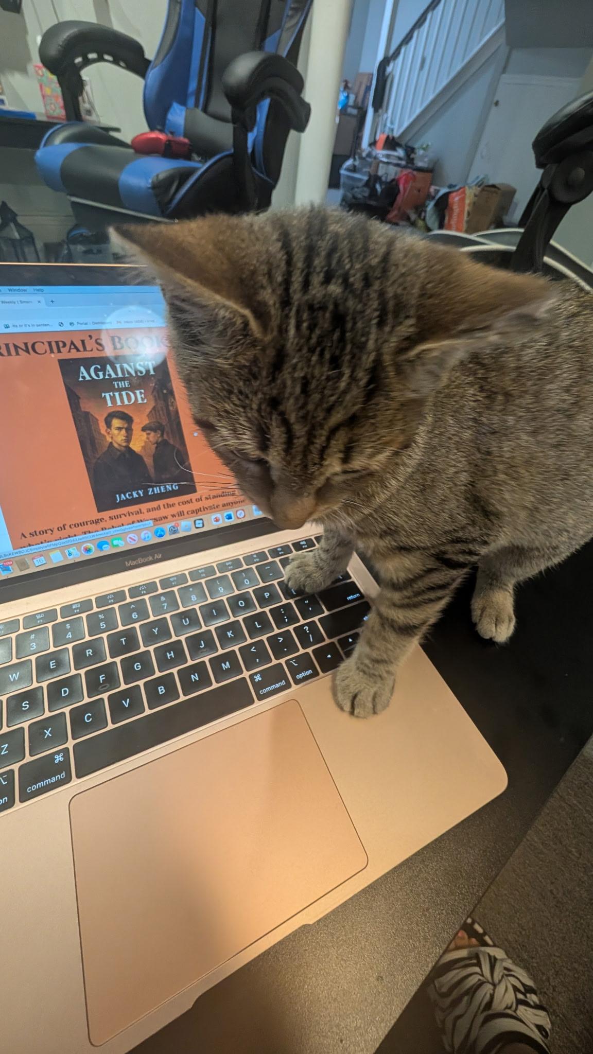 Reddi , a ADOPTABLE Domestic Short Hair in Staten Island, NY image 4/6