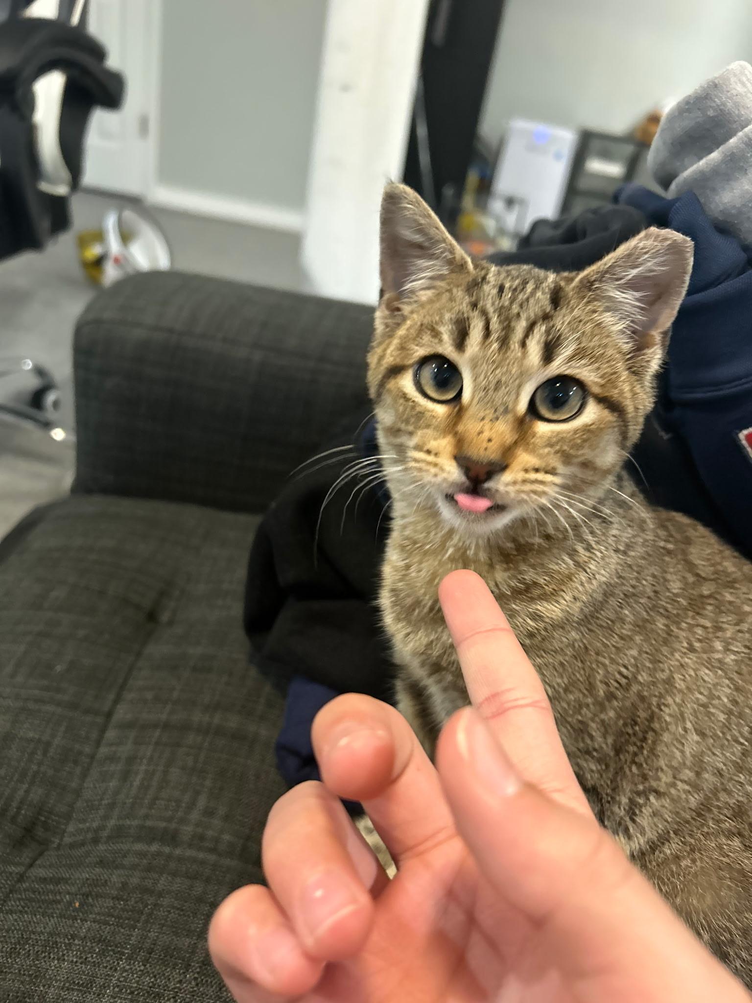 Reddi , a ADOPTABLE Domestic Short Hair in Staten Island, NY image 6/6