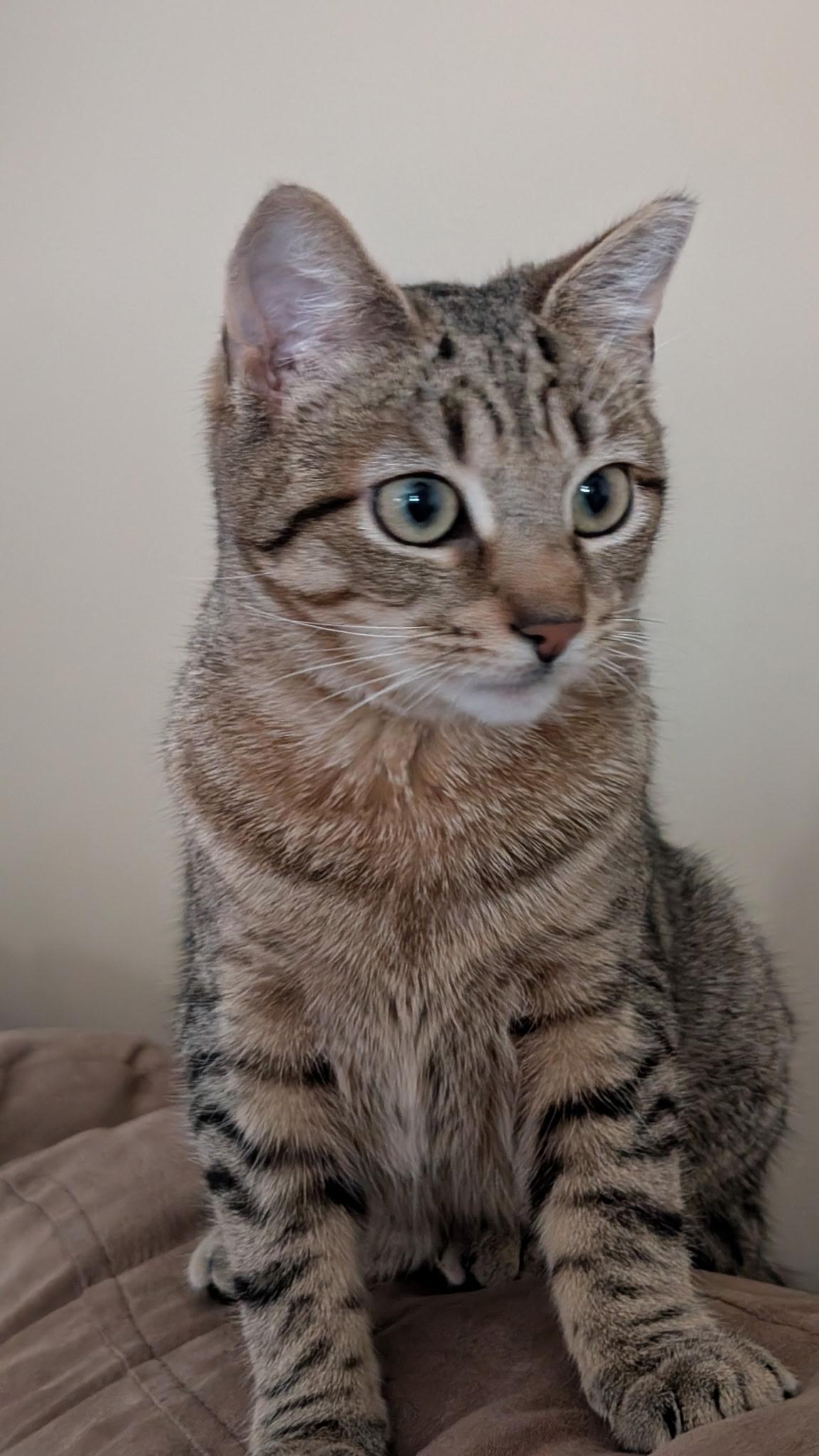 Reddi , a ADOPTABLE Domestic Short Hair in Staten Island, NY image 2/6