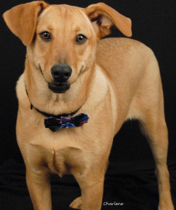 Enlarge Pim, a Adoptable mixed breed in Newland, NC image 4/5