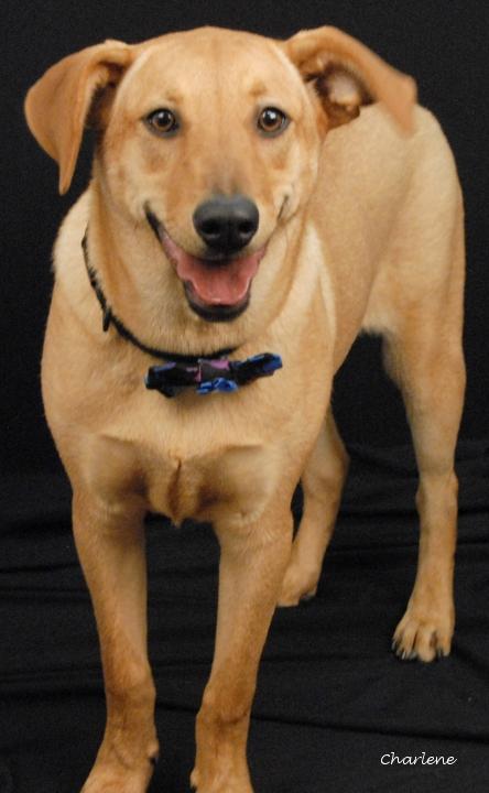 Enlarge Pim, a Adoptable mixed breed in Newland, NC image 3/5