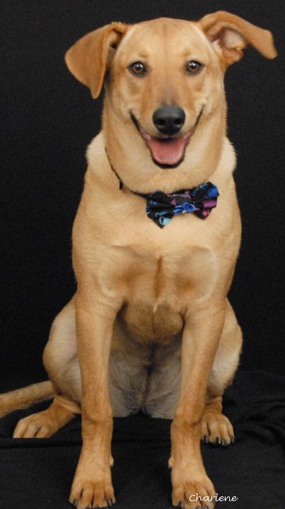 Pim, Adoptable, Young Female Chow Chow & Beagle.