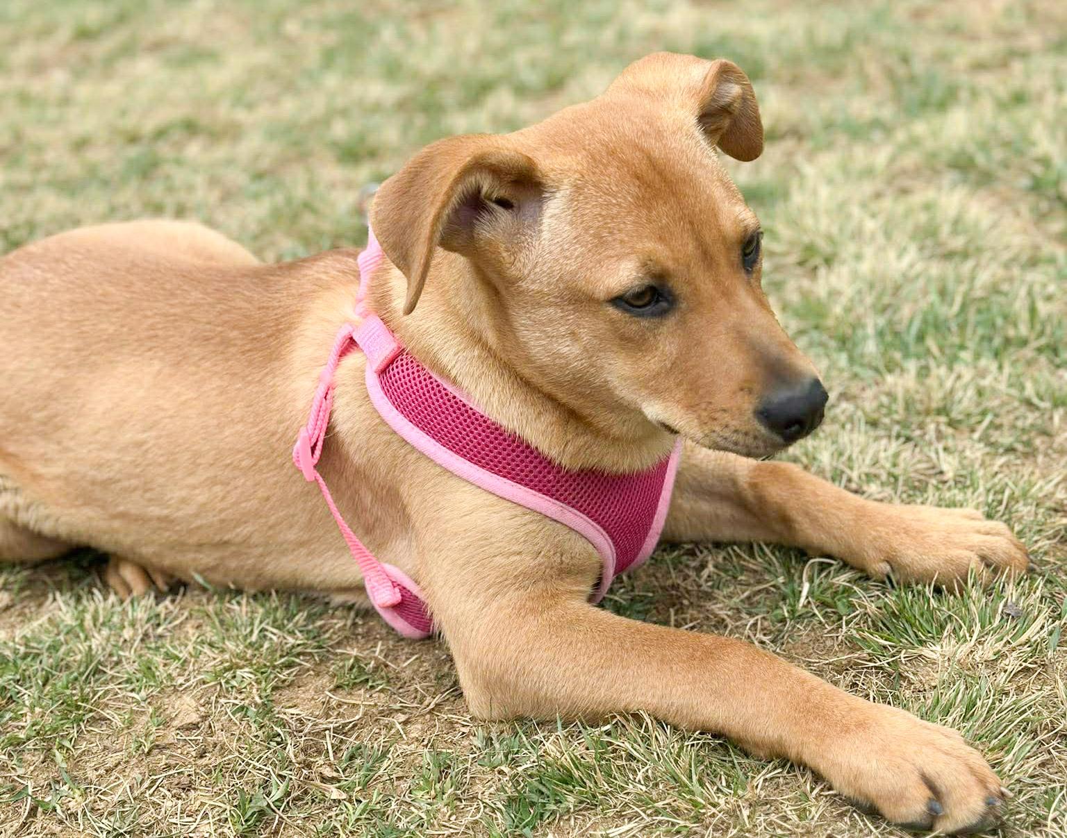 Enlarge Pim, a Adoptable mixed breed in Newland, NC image 1/2
