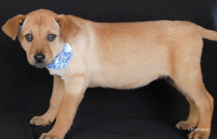 Pim, Adoptable, Puppy Female Chow Chow & Beagle.