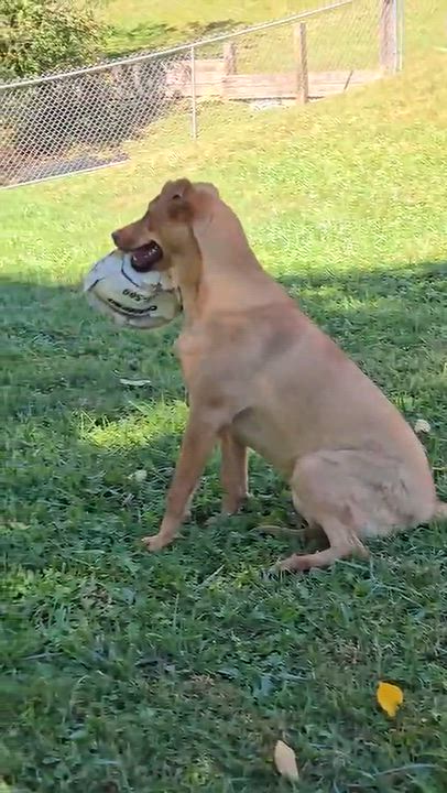 Enlarge Pim, a Adoptable mixed breed in Newland, NC video 6/6