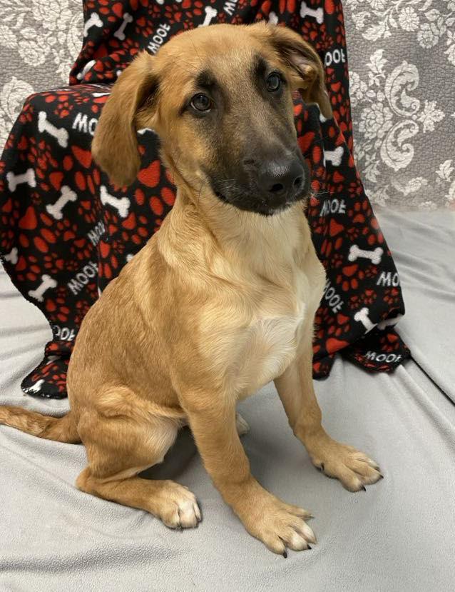Goku, Adopted, Adult Male Shepherd & Mixed Breed.