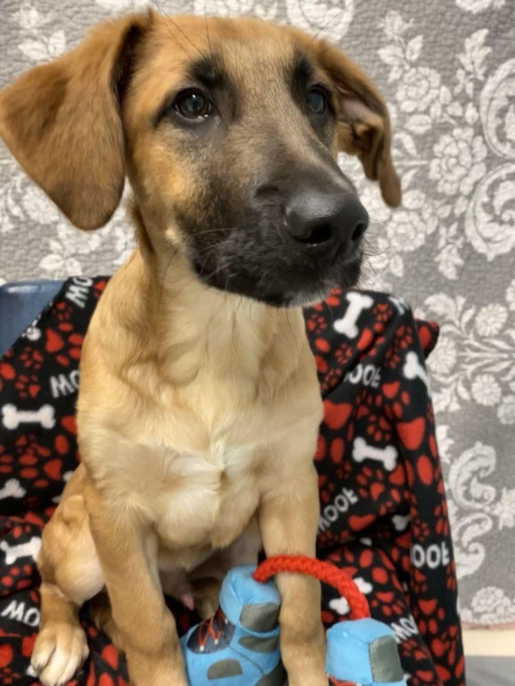 Enlarge Goku, a Adopted mixed breed in Sherwood, AR image 4/6