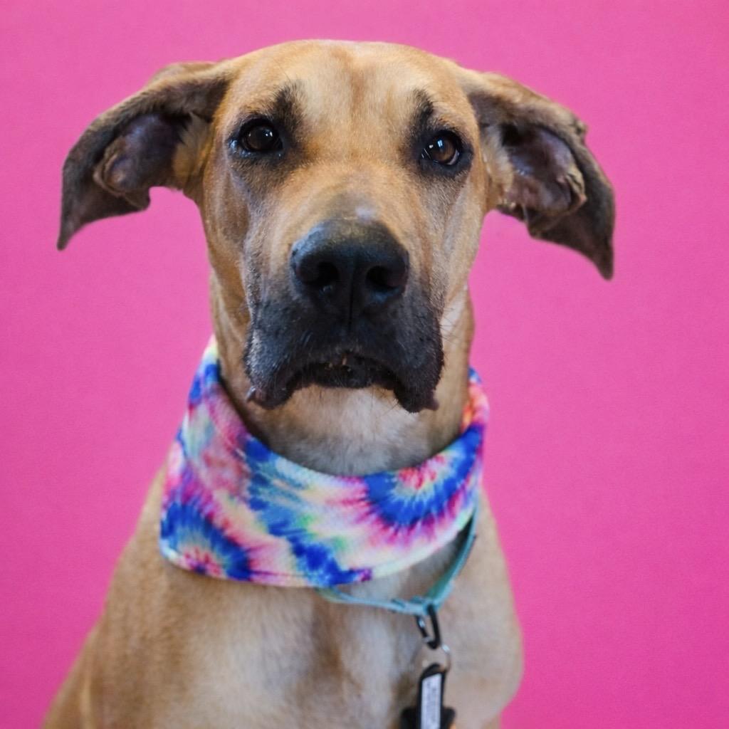 Hamantha, a Adoptable mixed breed in Binghamton, NY image 1/6