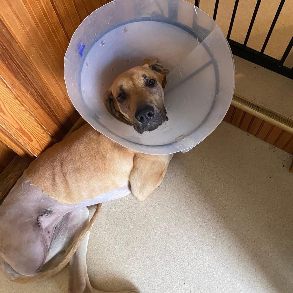 Hamantha, a Adoptable mixed breed in Binghamton, NY image 4/6