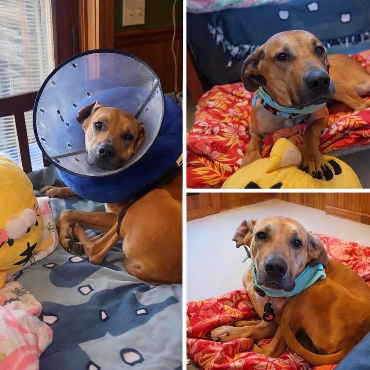 Hamantha, a Adoptable mixed breed in Binghamton, NY image 5/6