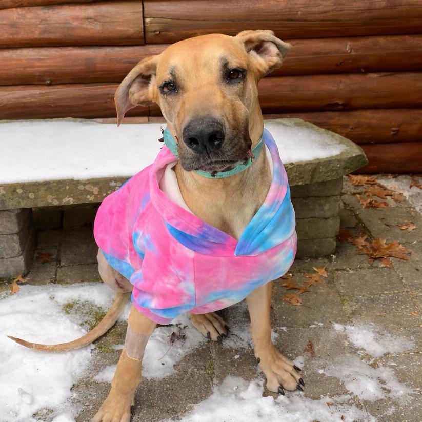 Hamantha, a Adoptable mixed breed in Binghamton, NY image 6/6