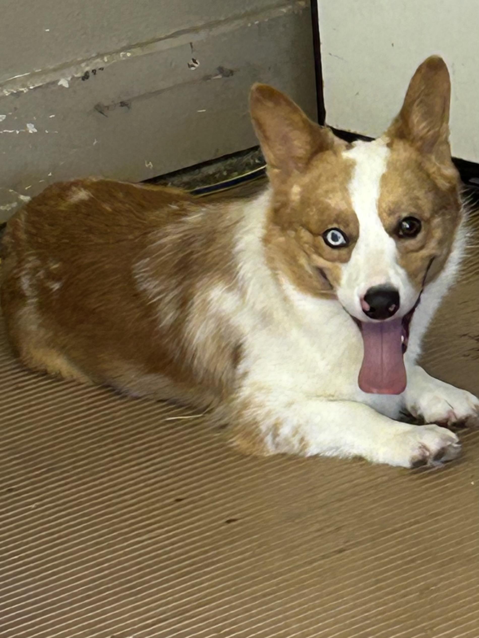 SAM, a Adoptable Corgi in Elyria, OH image 1/6